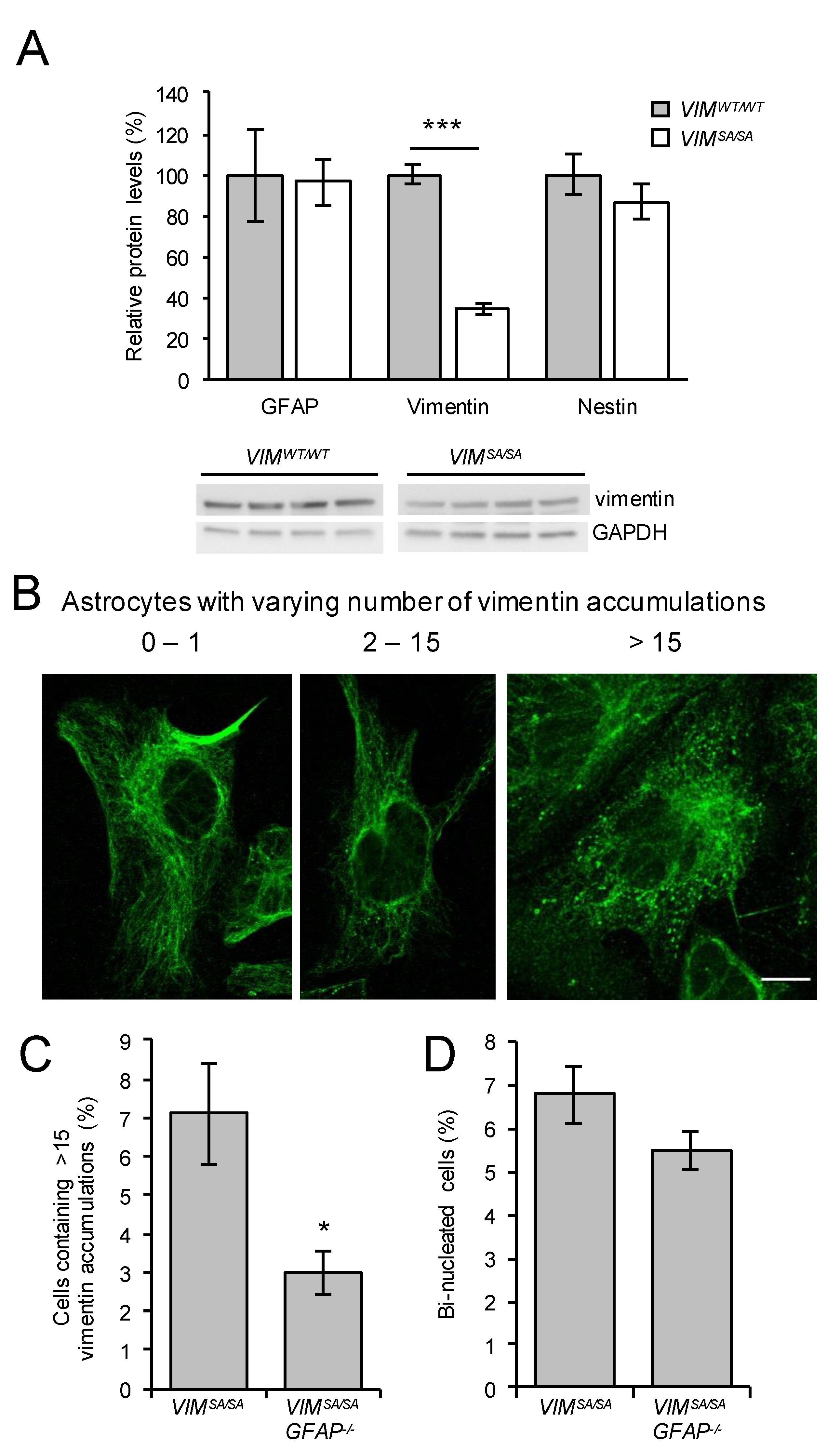Cells 08 01016 g005