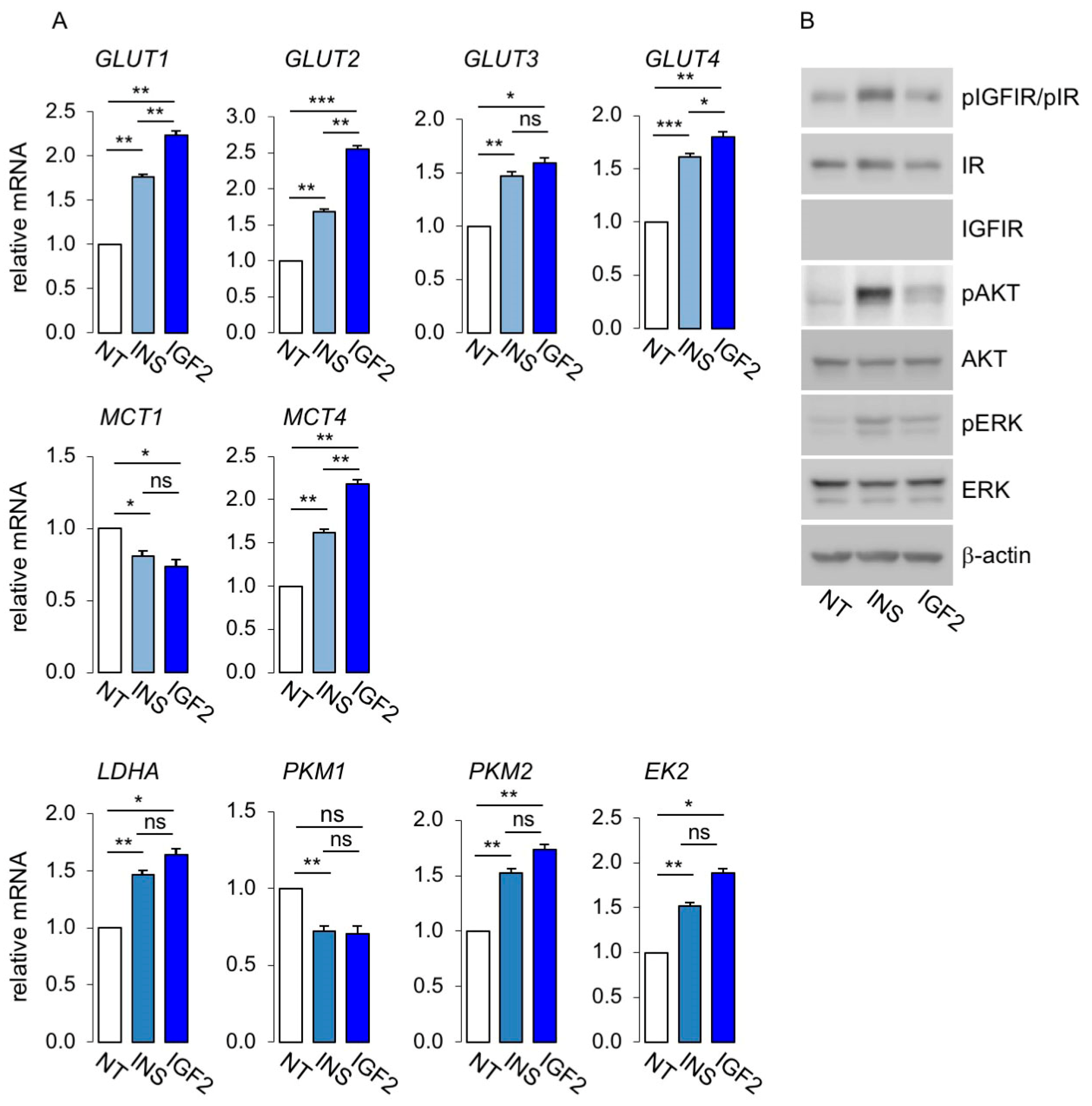 Cells 08 01017 g006
