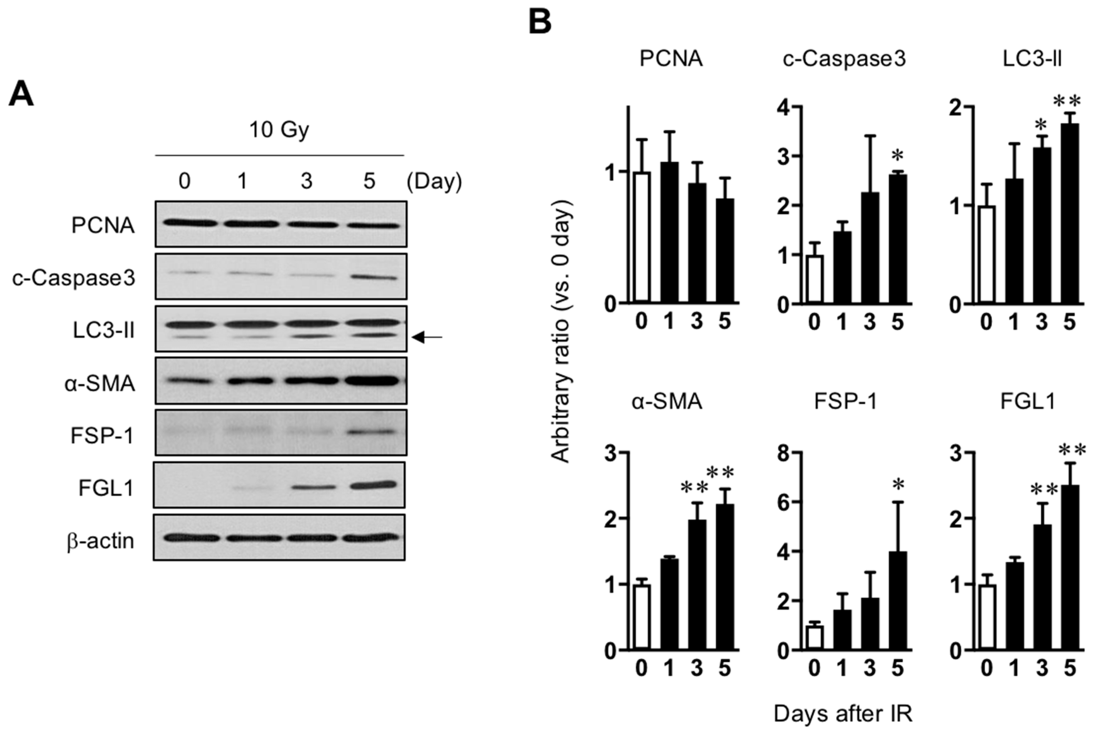Cells 08 01042 g003