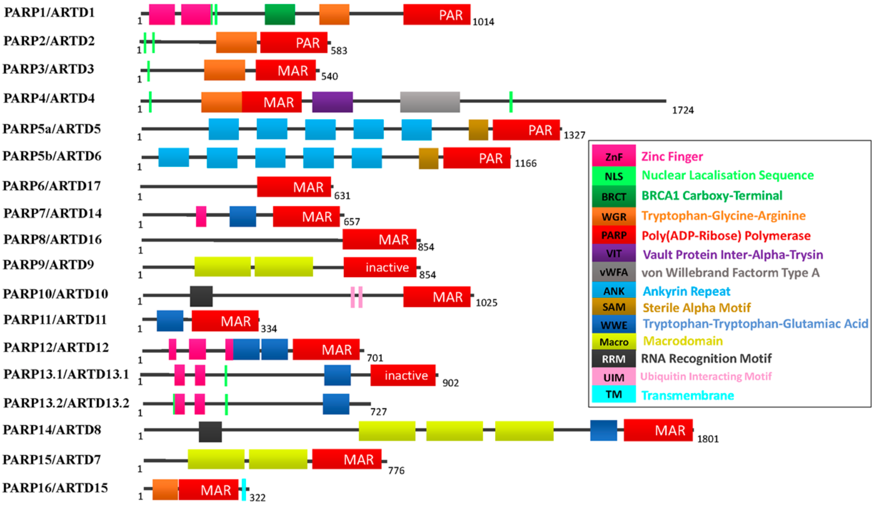 Cells 08 01047 g001 Cells 08 01047 g001