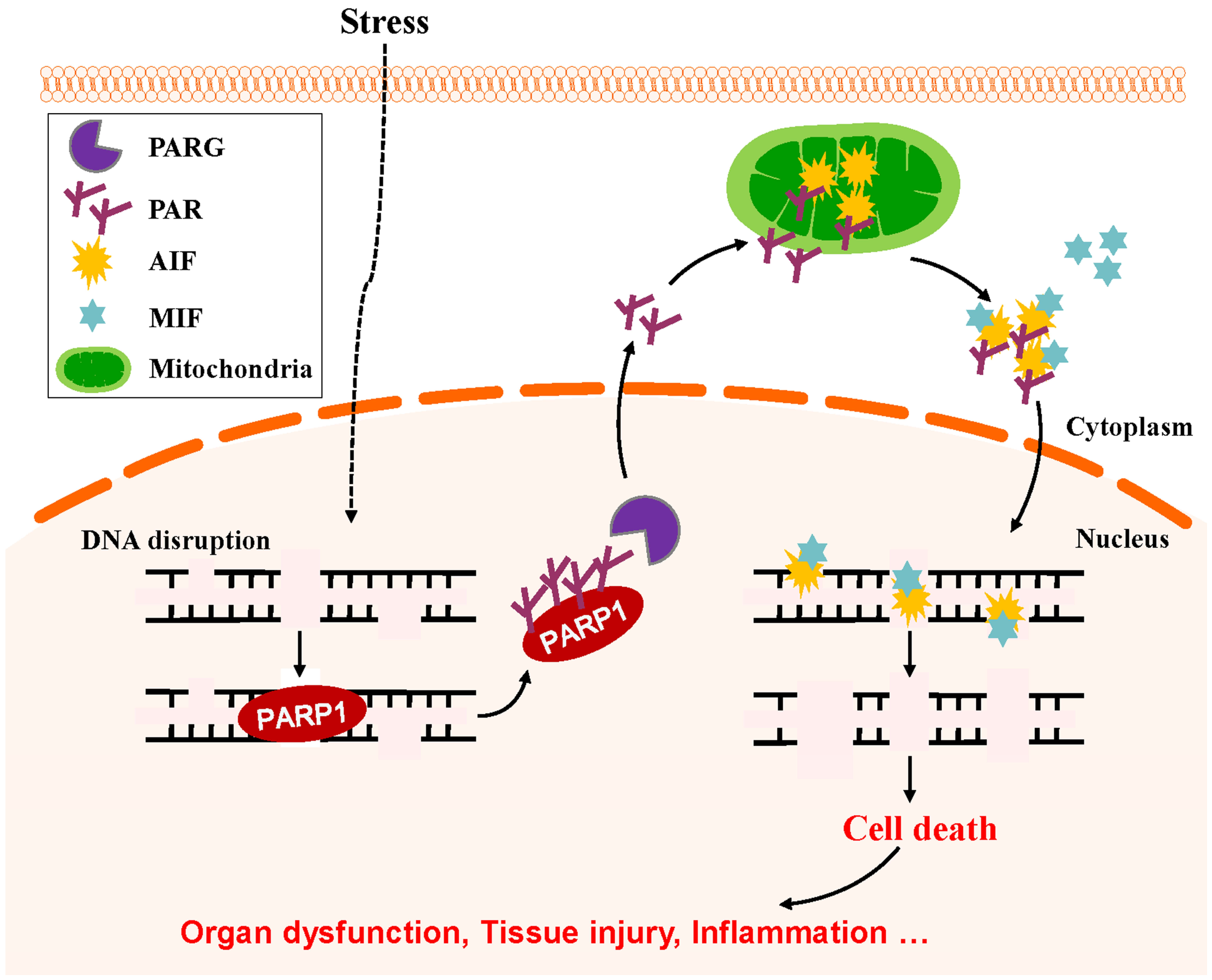 Cells 08 01047 g006 Cells 08 01047 g006