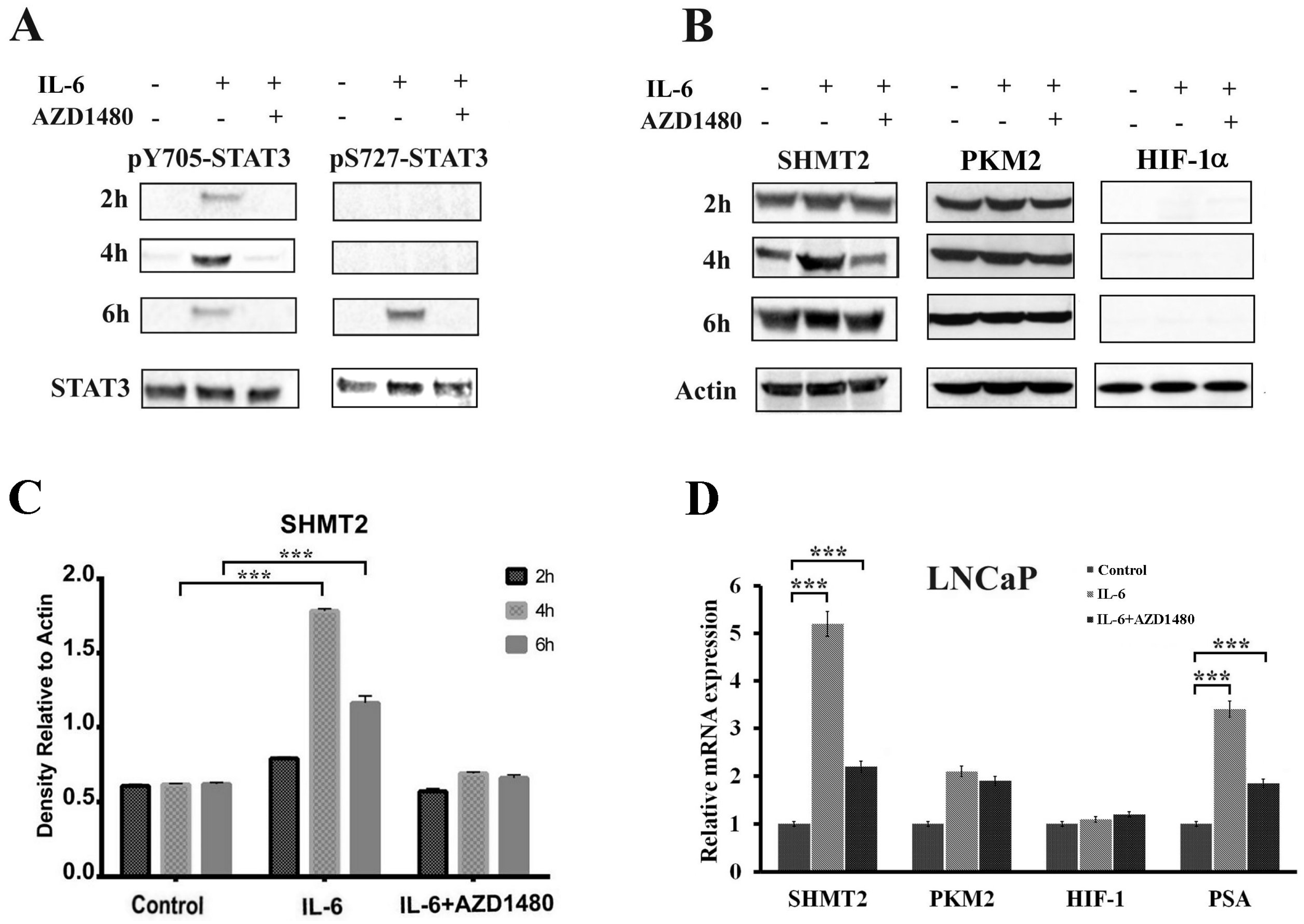 Cells 08 01048 g005