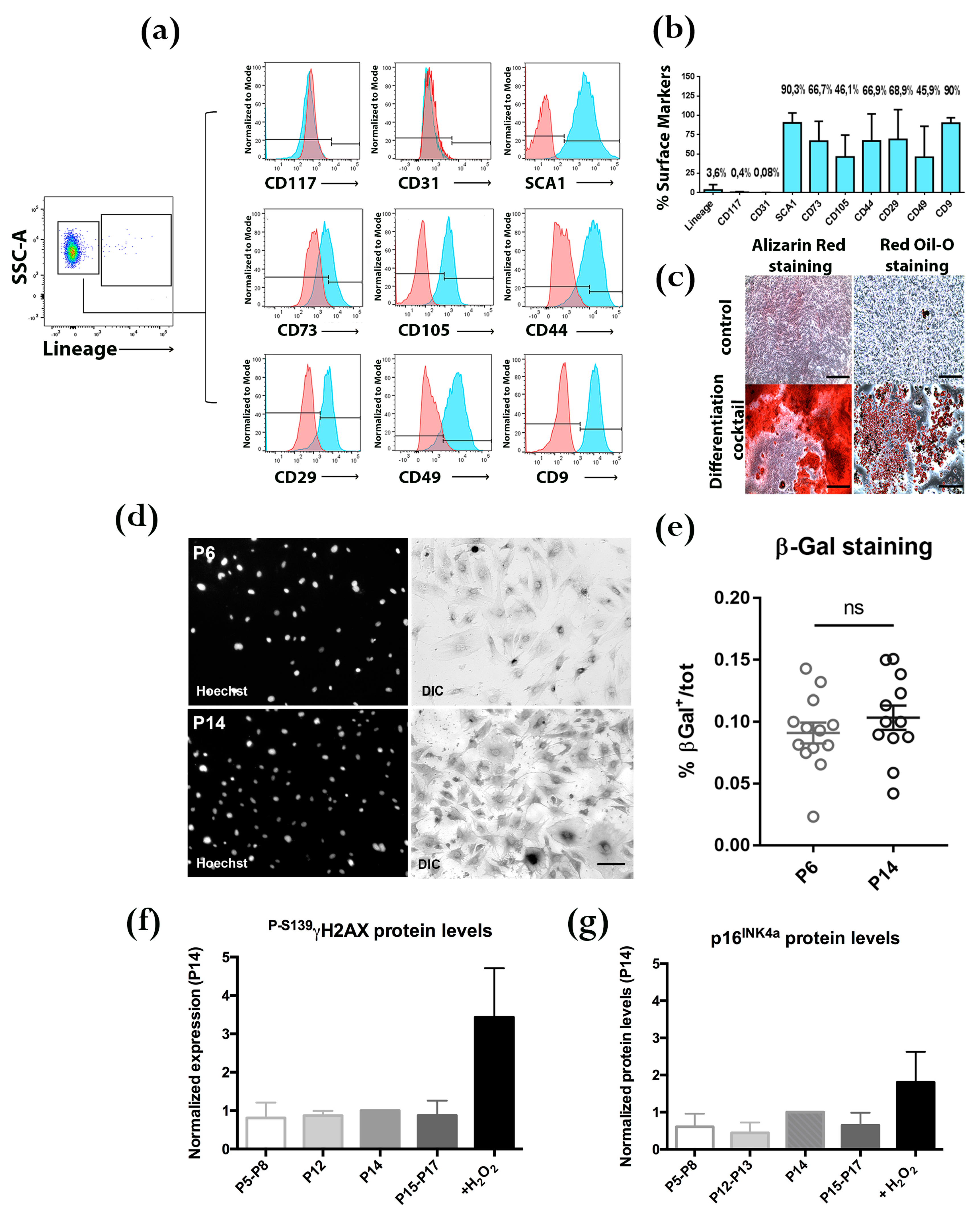 Cells 08 01059 g001