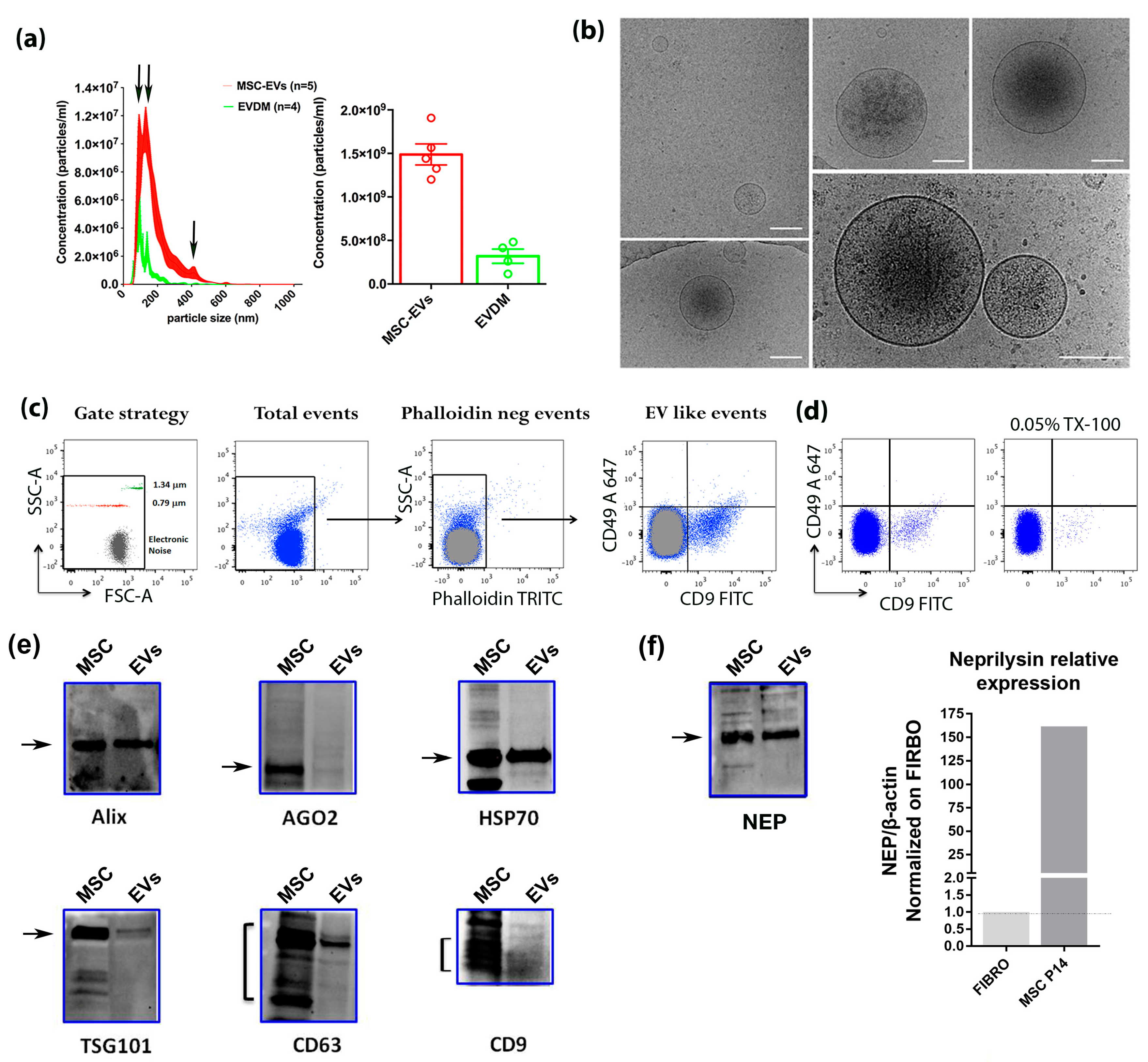 Cells 08 01059 g002