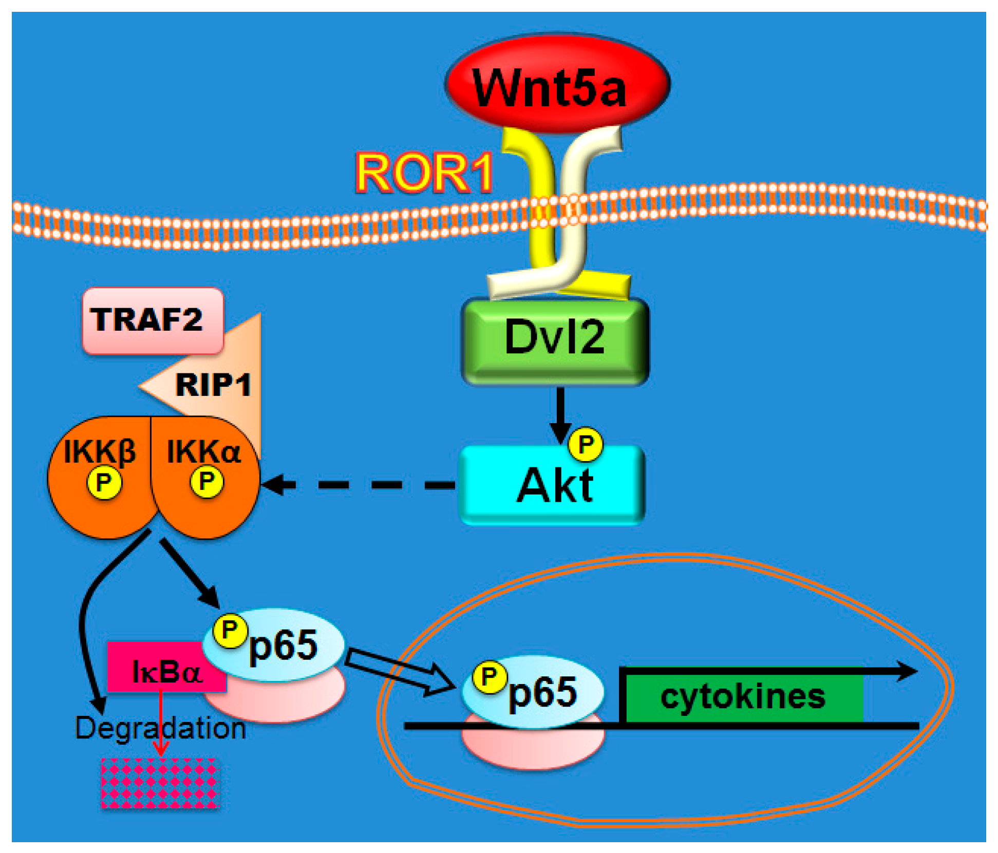 Cells 08 01060 g008 Cells 08 01060 g008