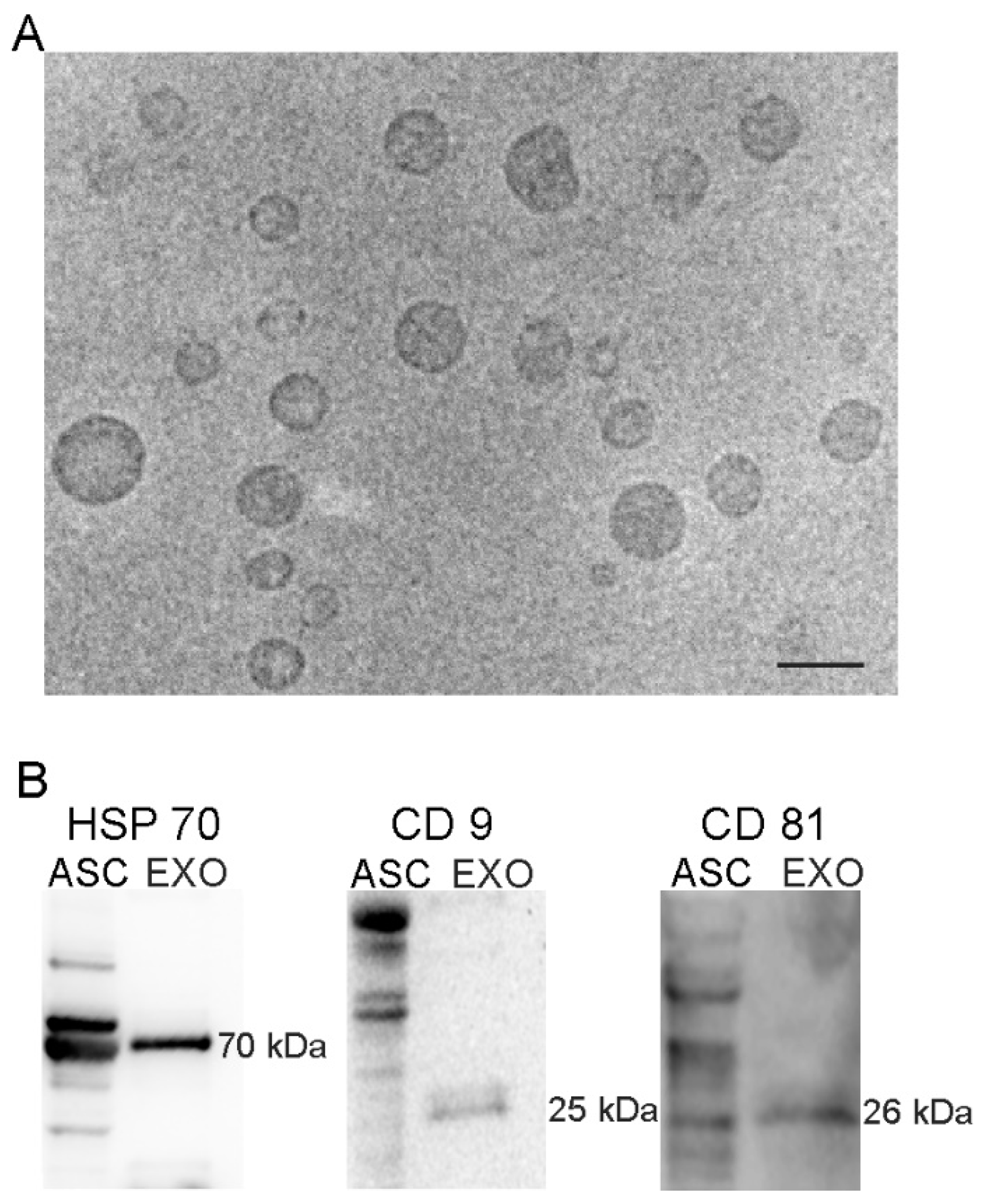Cells 08 01087 g001 Cells 08 01087 g001