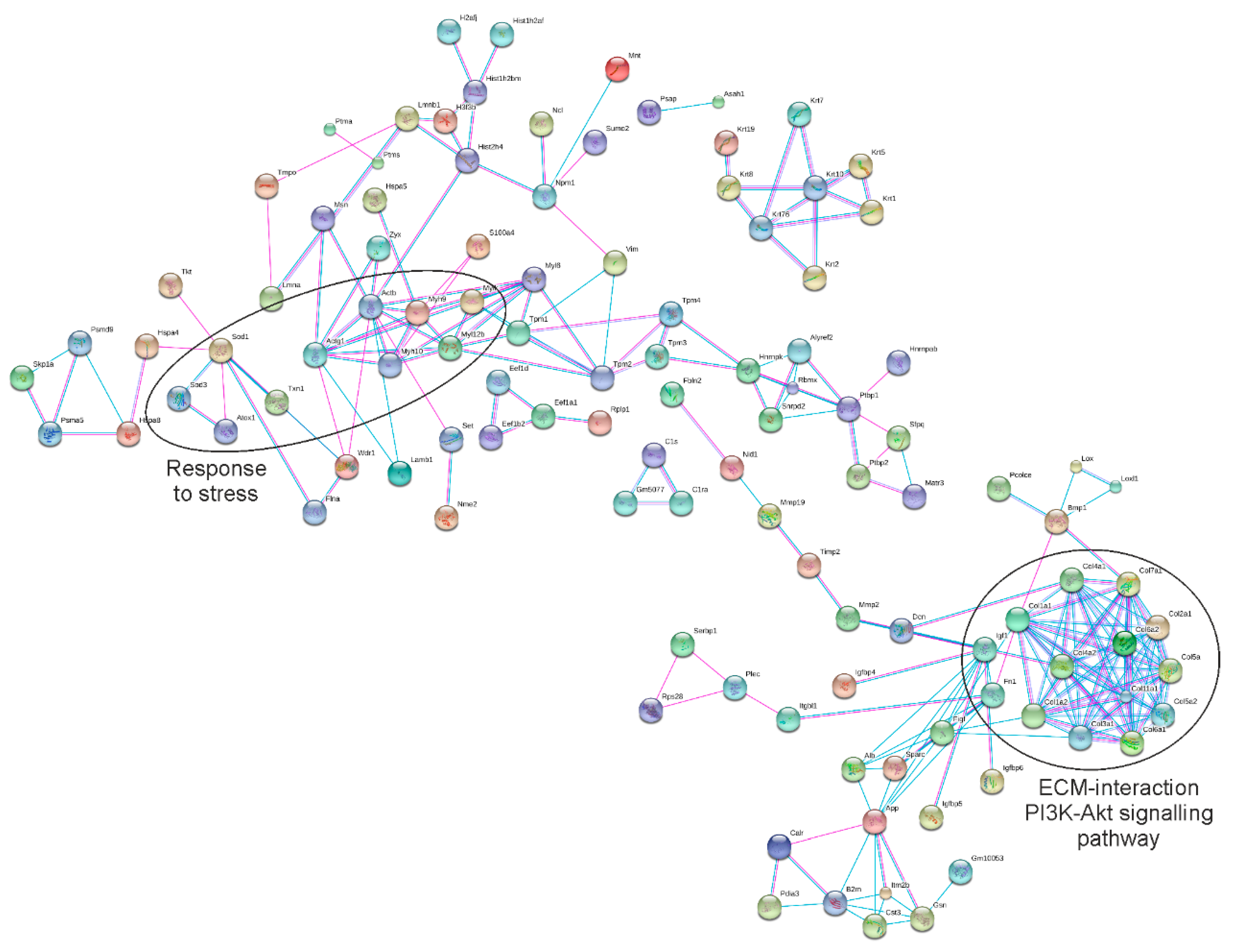 Cells 08 01087 g004 Cells 08 01087 g004