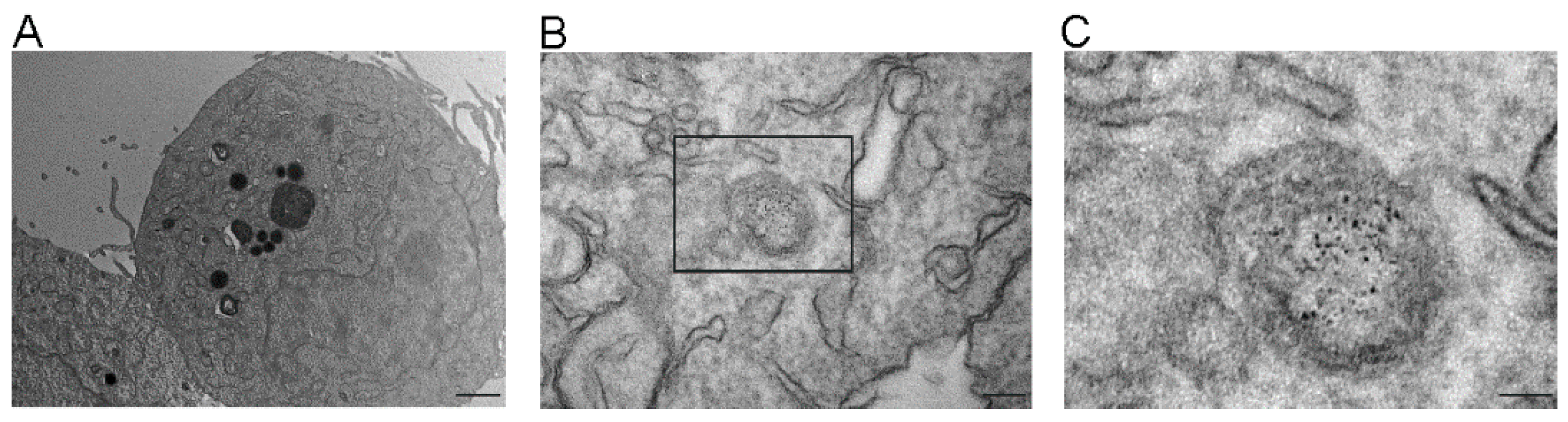 Cells 08 01087 g008 Cells 08 01087 g008