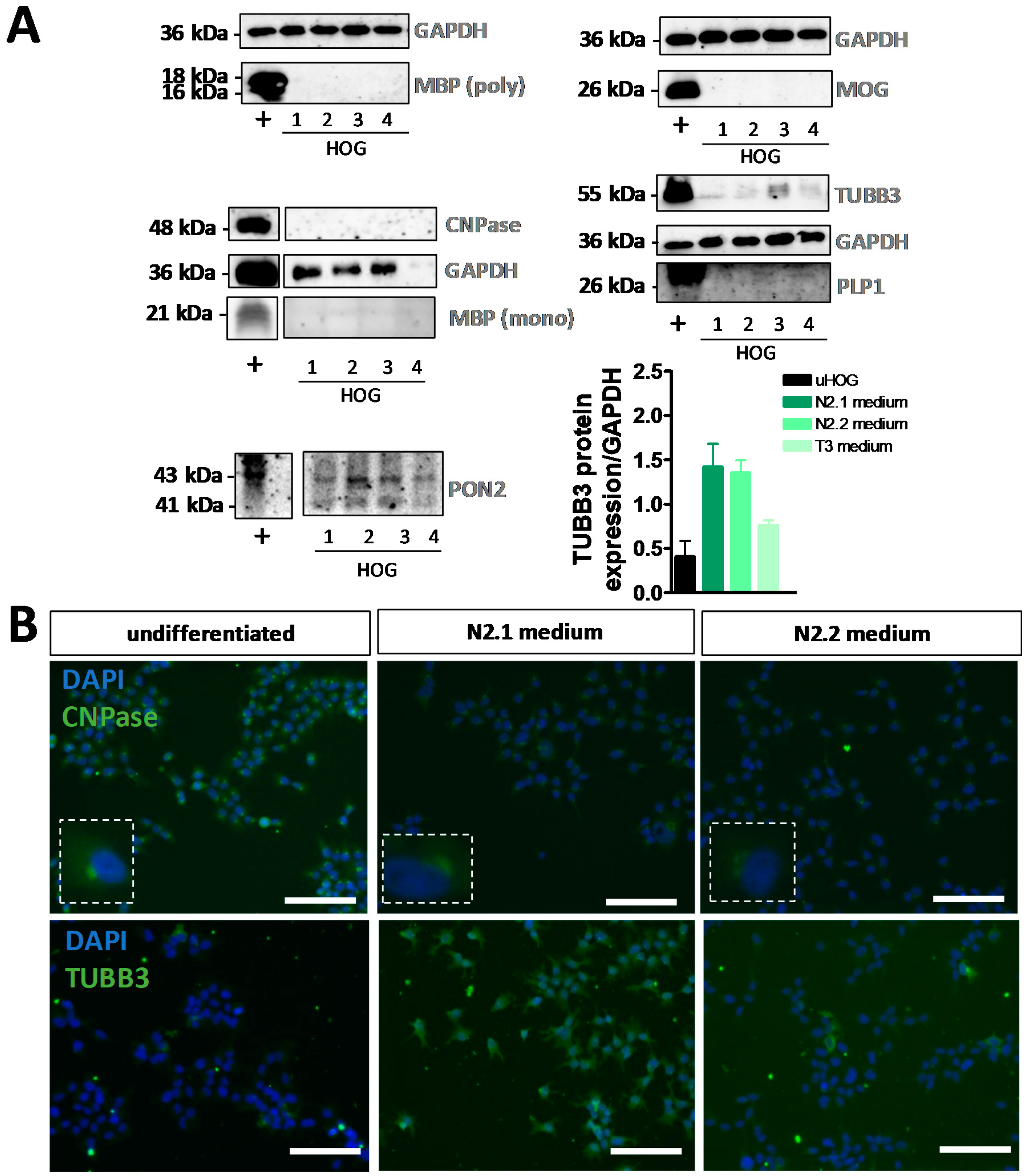 Cells 08 01096 g002 Cells 08 01096 g002