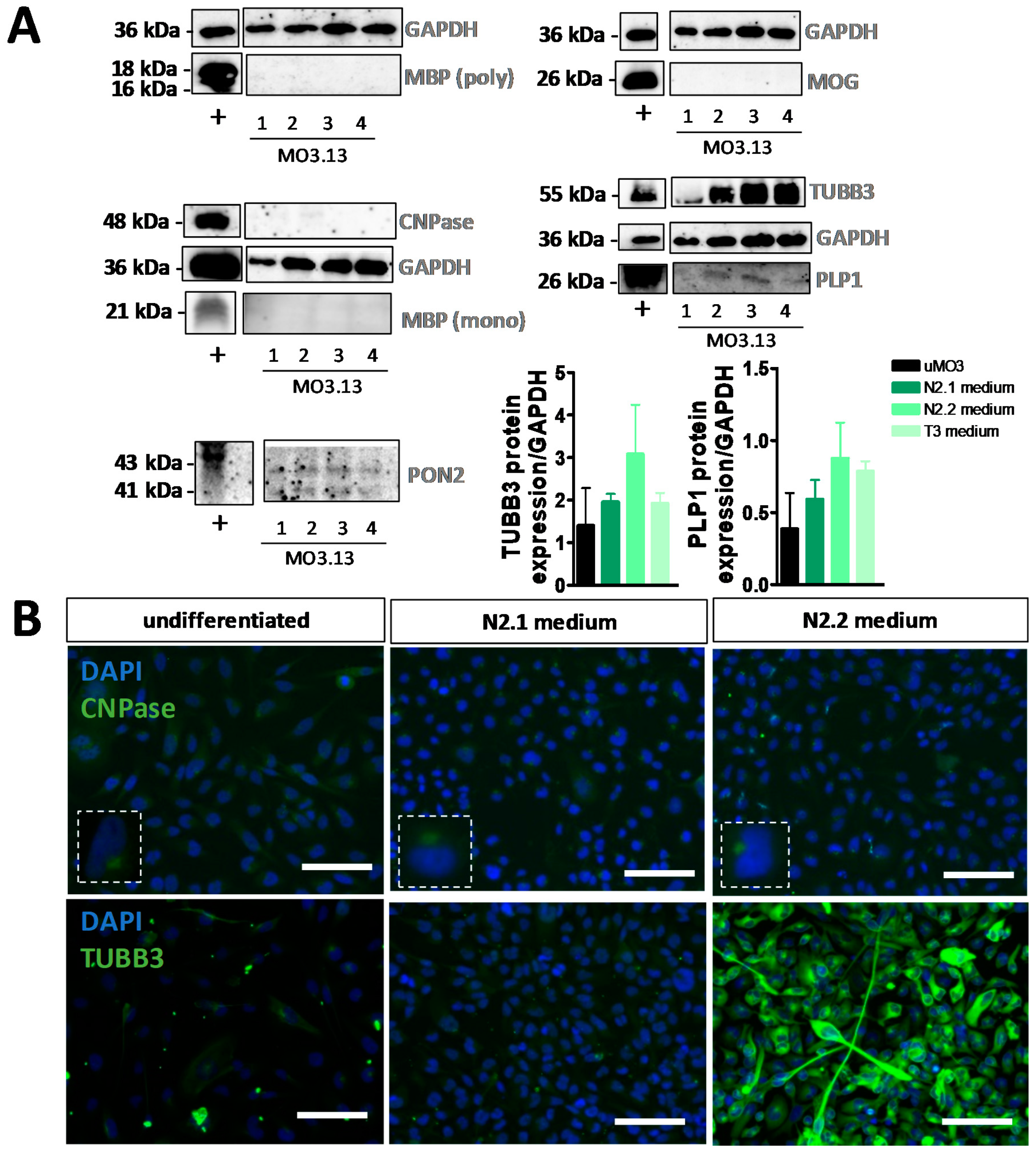 Cells 08 01096 g004 Cells 08 01096 g004