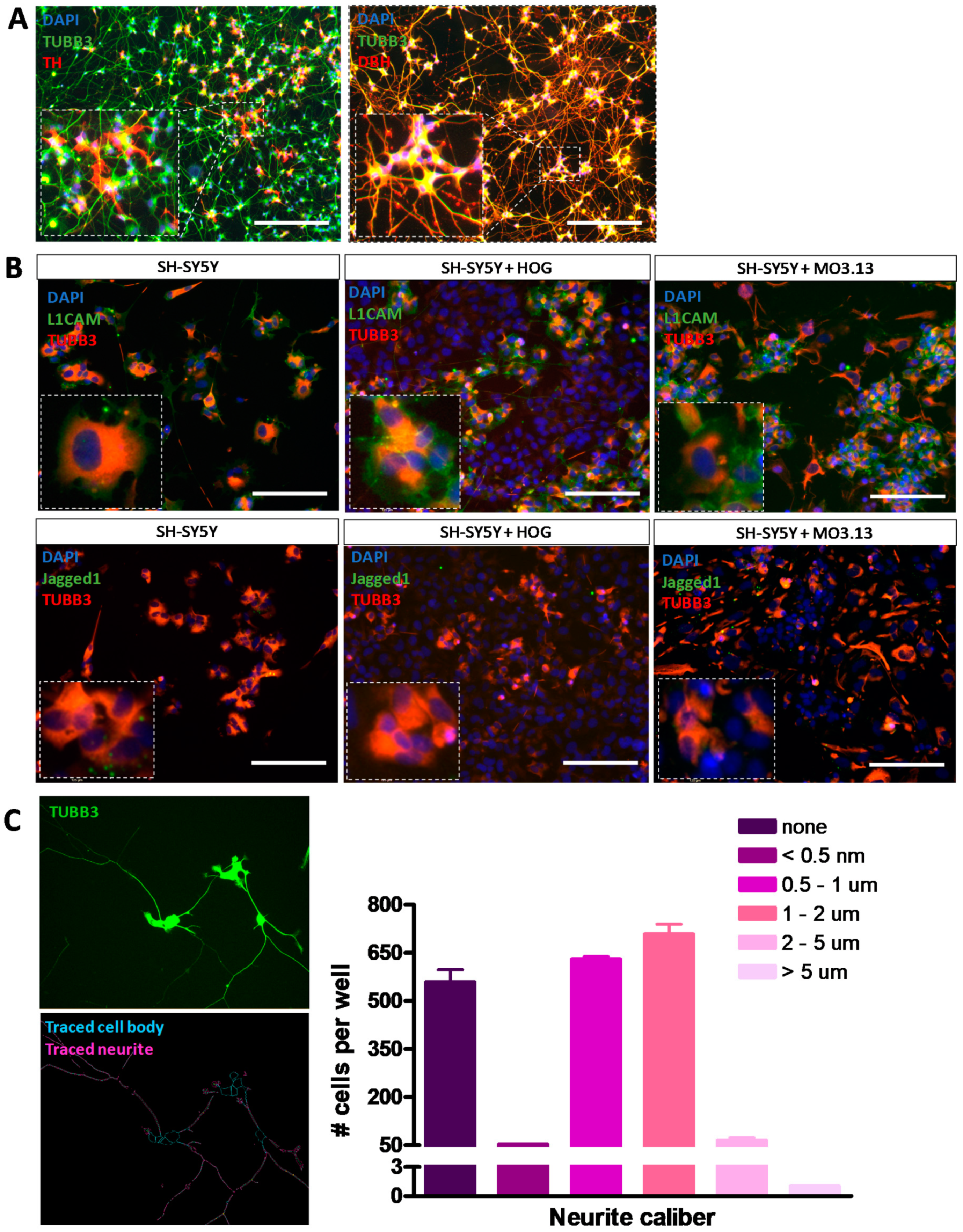 Cells 08 01096 g006 Cells 08 01096 g006
