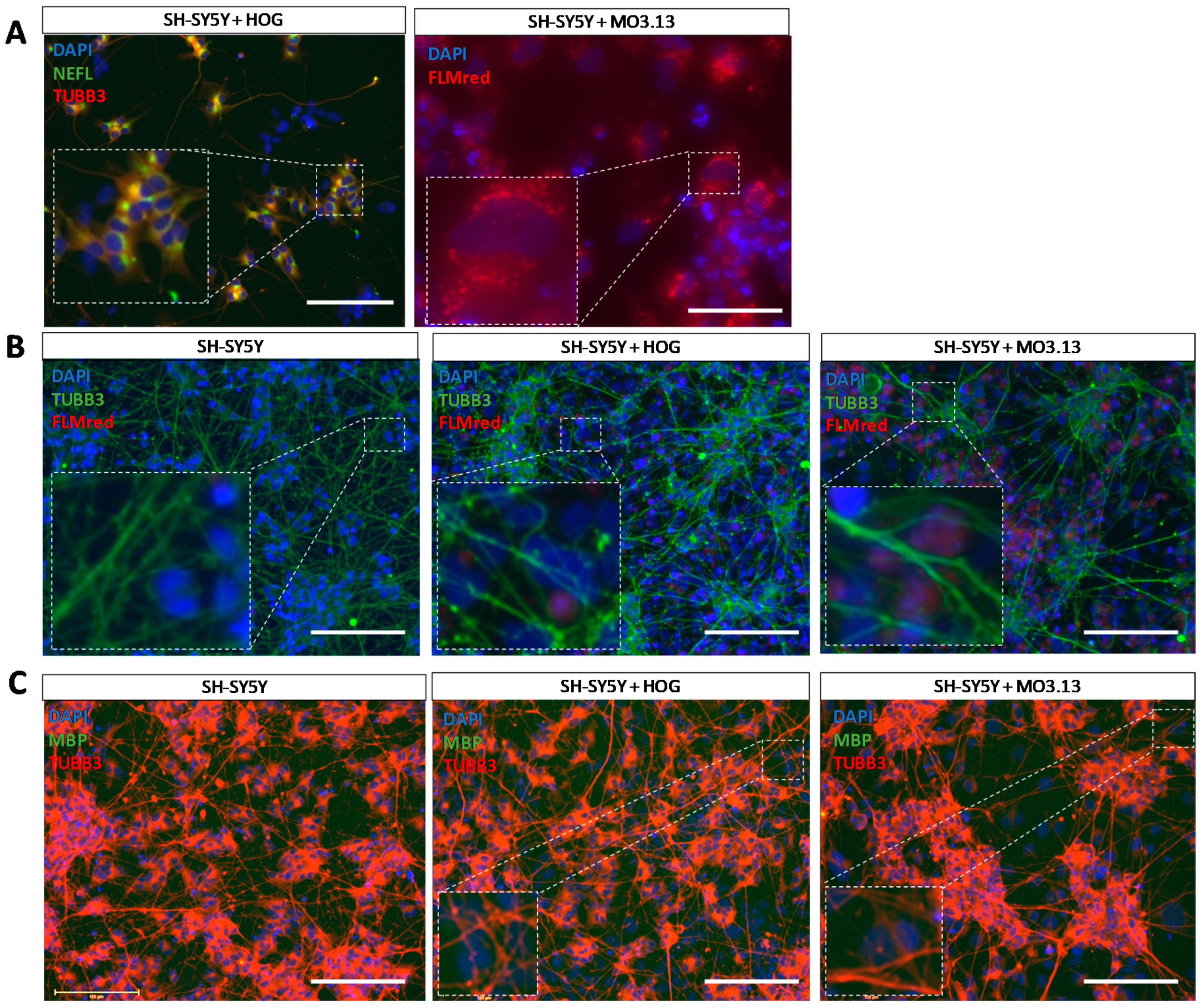 Cells 08 01096 g007 Cells 08 01096 g007