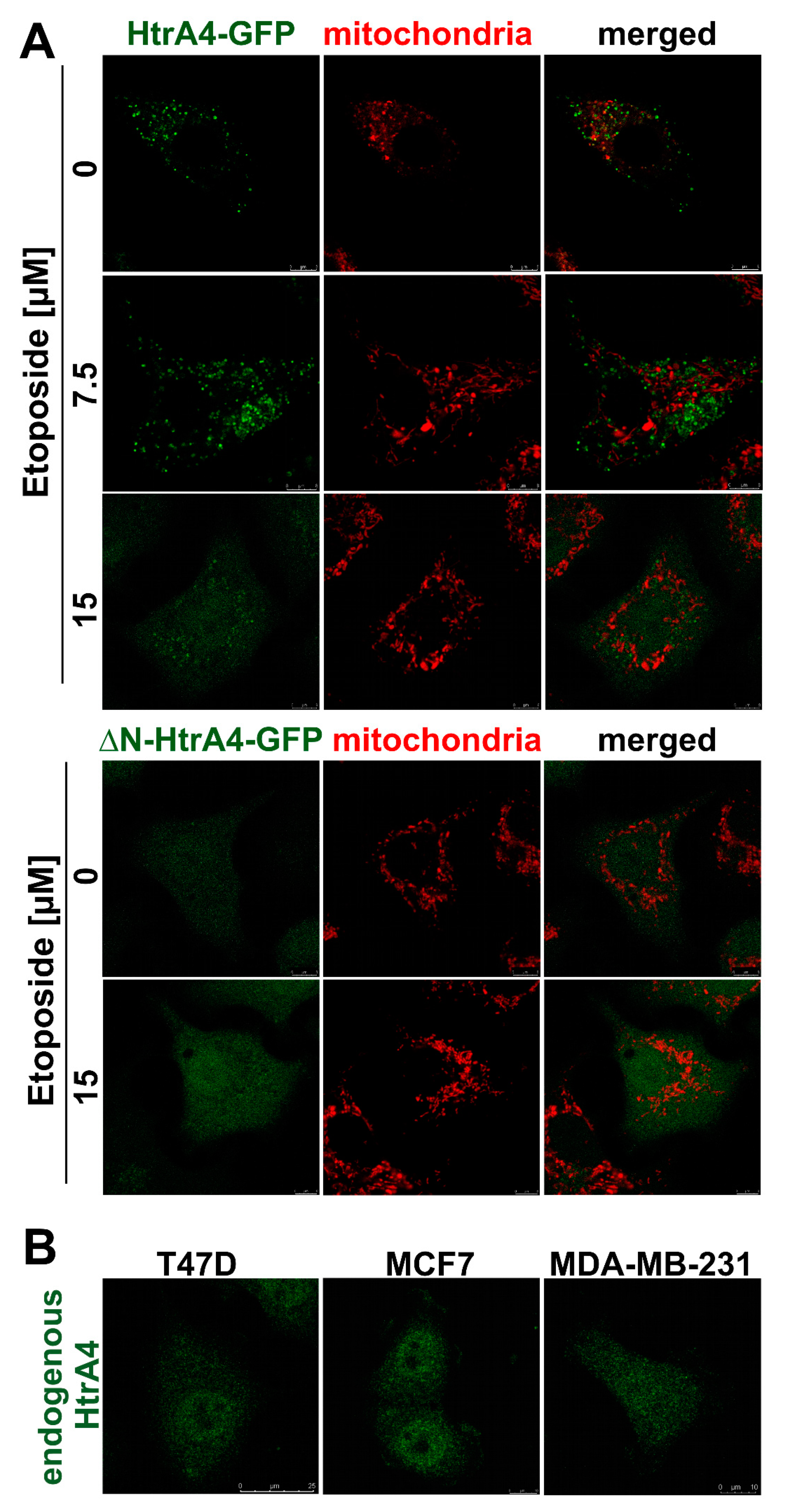 Cells 08 01112 g002 Cells 08 01112 g002