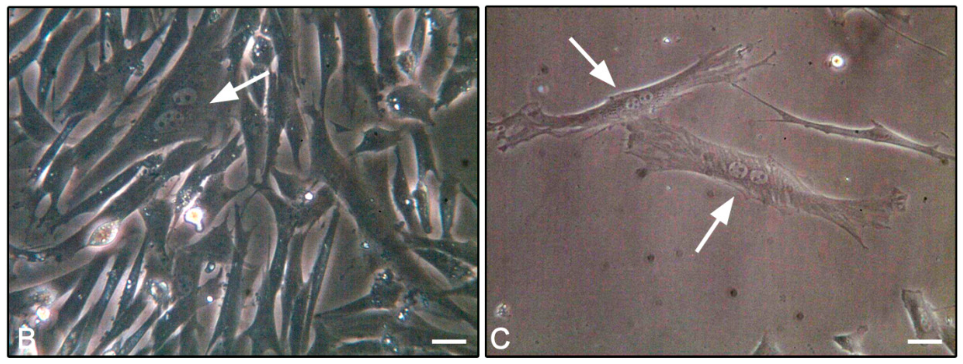 Cells 08 01116 g004b Cells 08 01116 g004b
