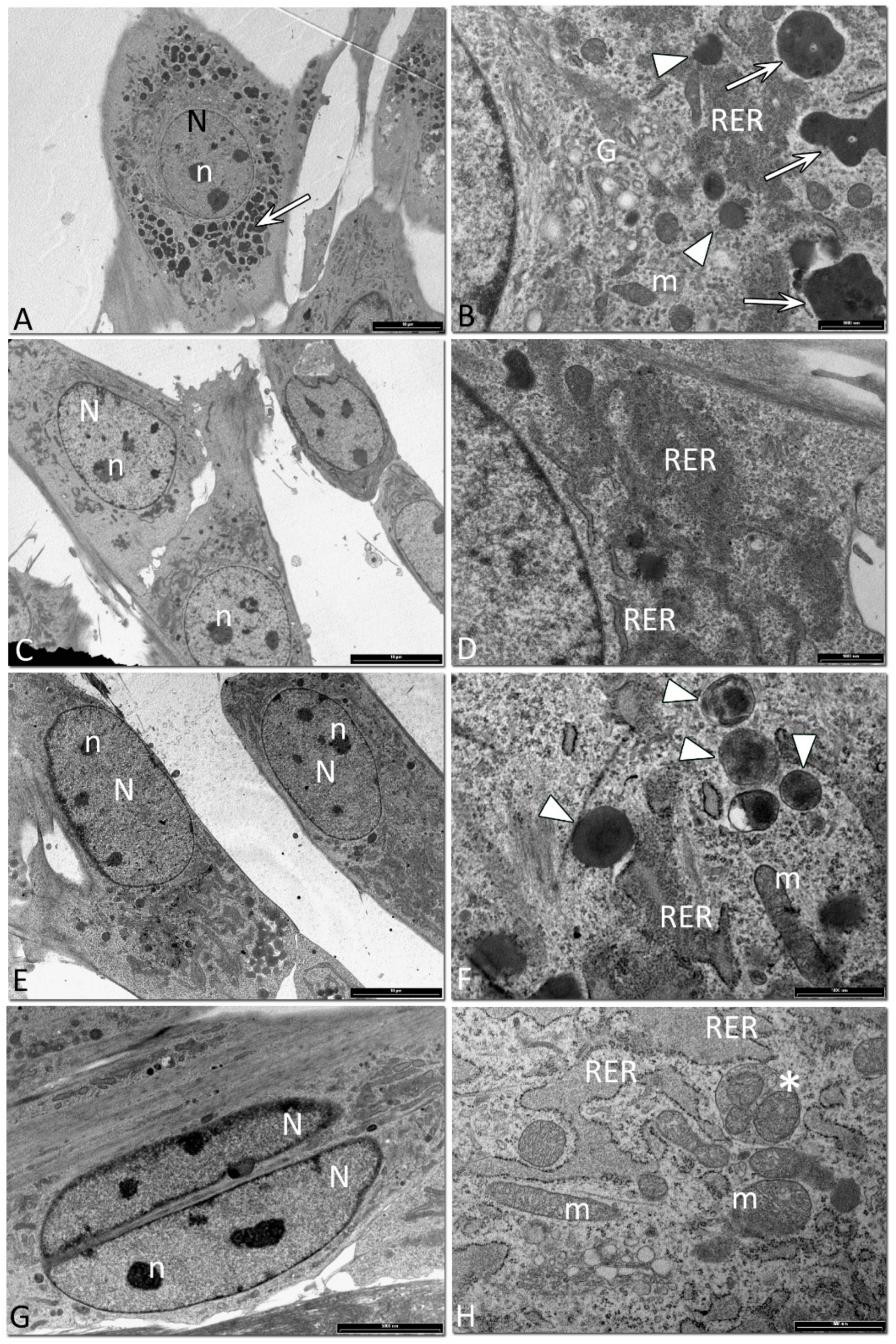 Cells 08 01116 g007 Cells 08 01116 g007