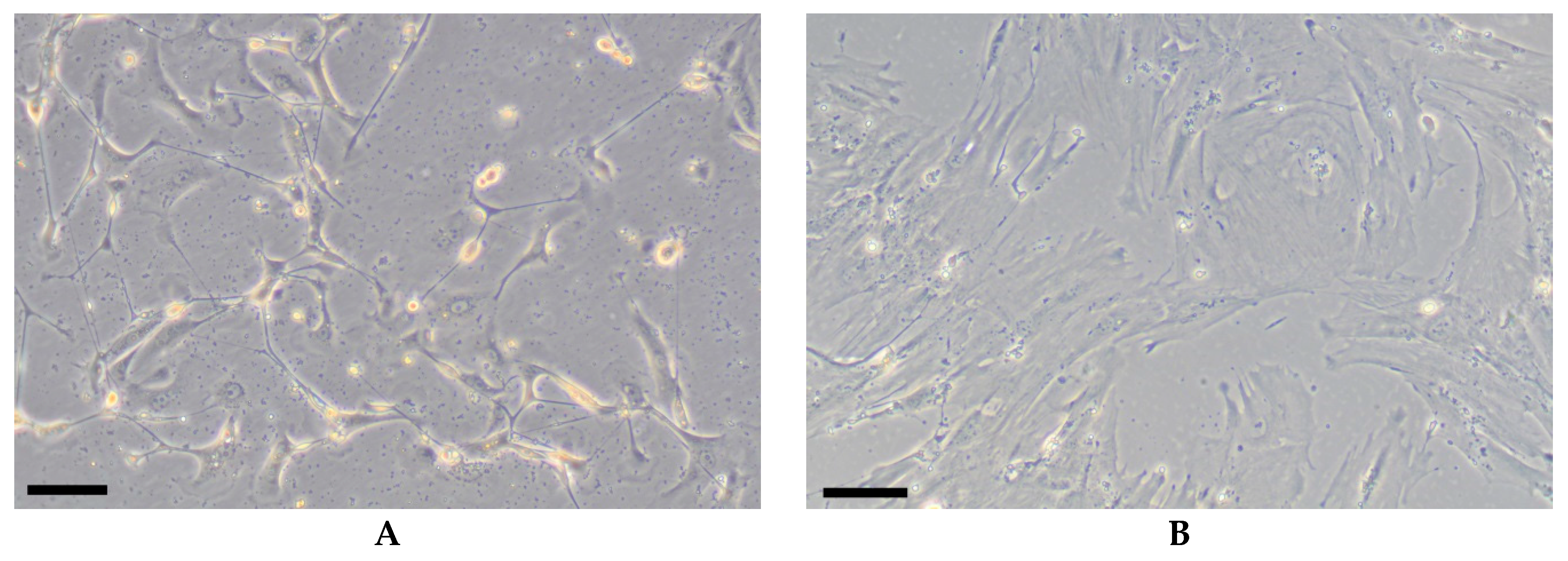 Cells 08 01127 g001