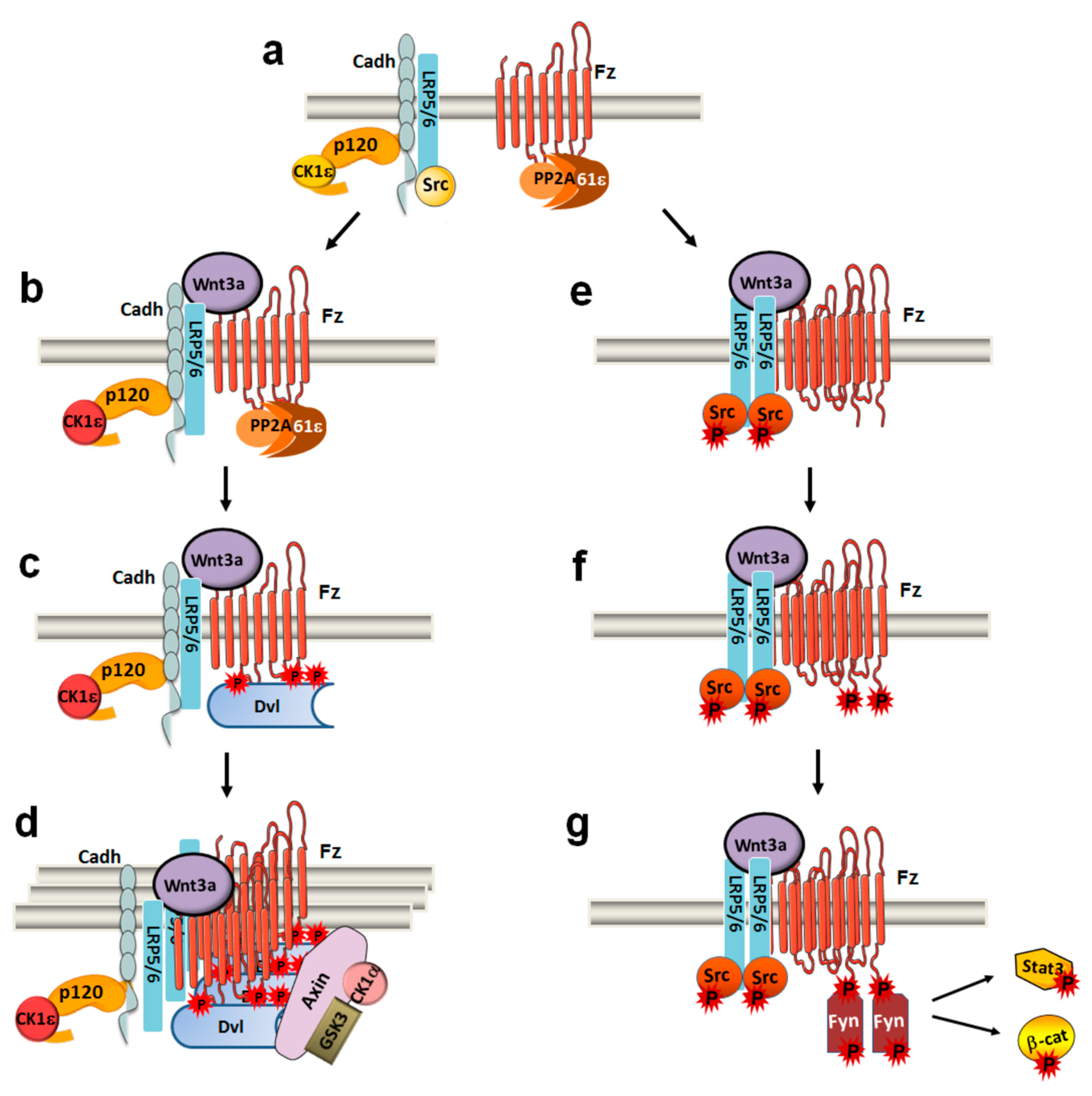 Cells 08 01148 g001
