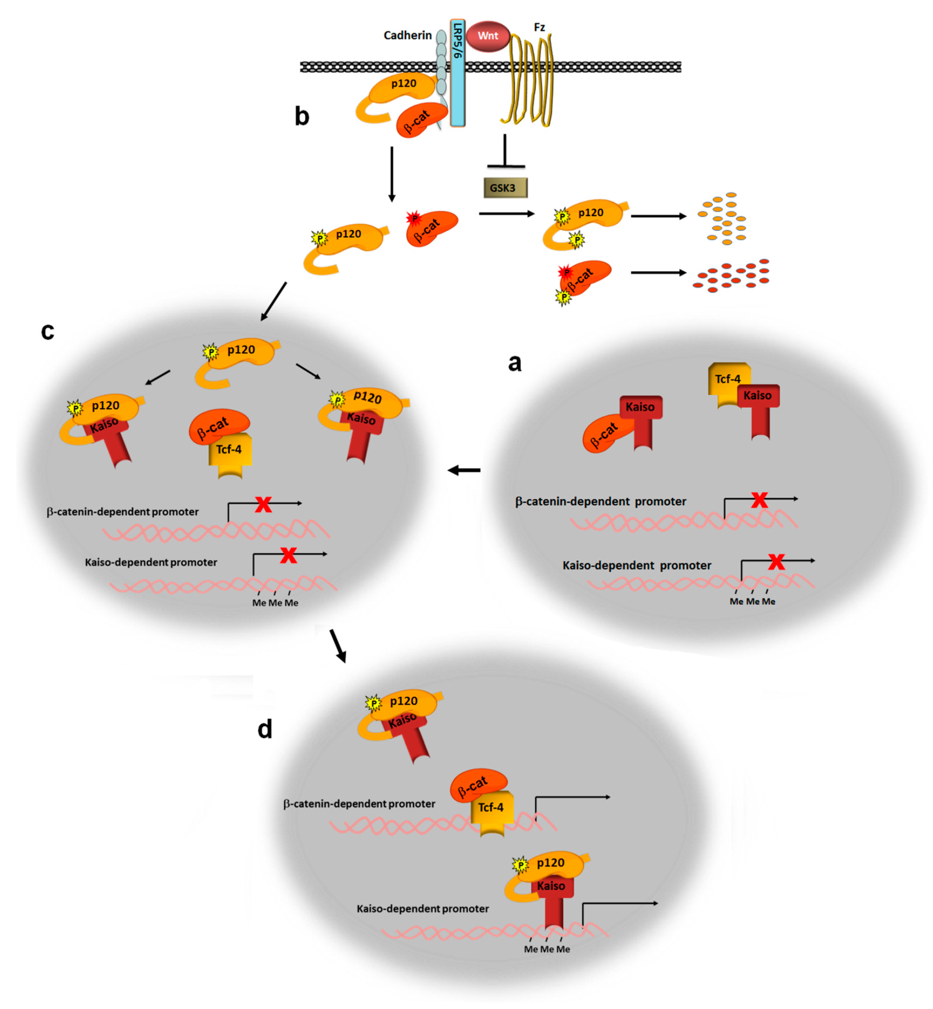 Cells 08 01148 g003