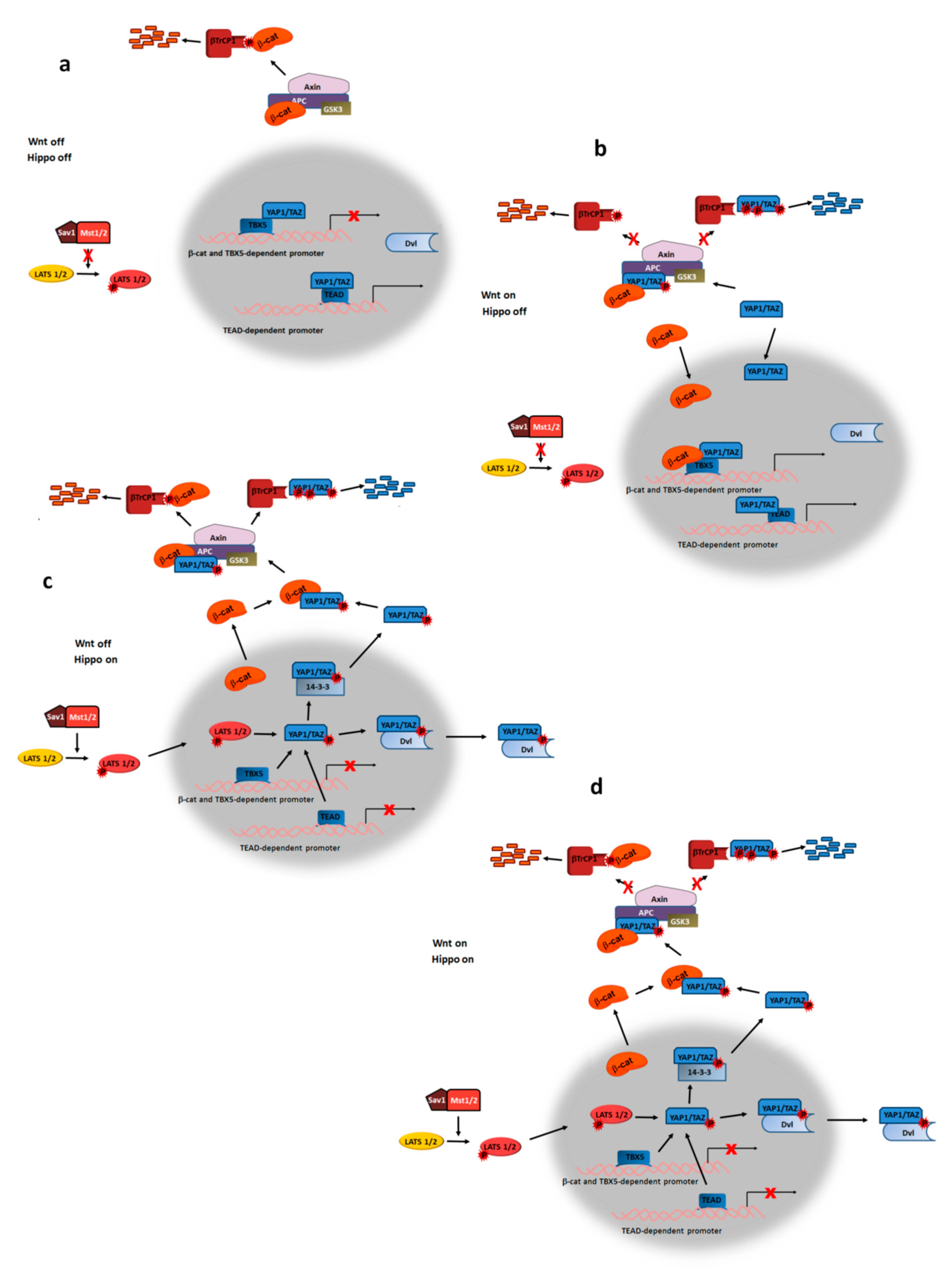 Cells 08 01148 g004