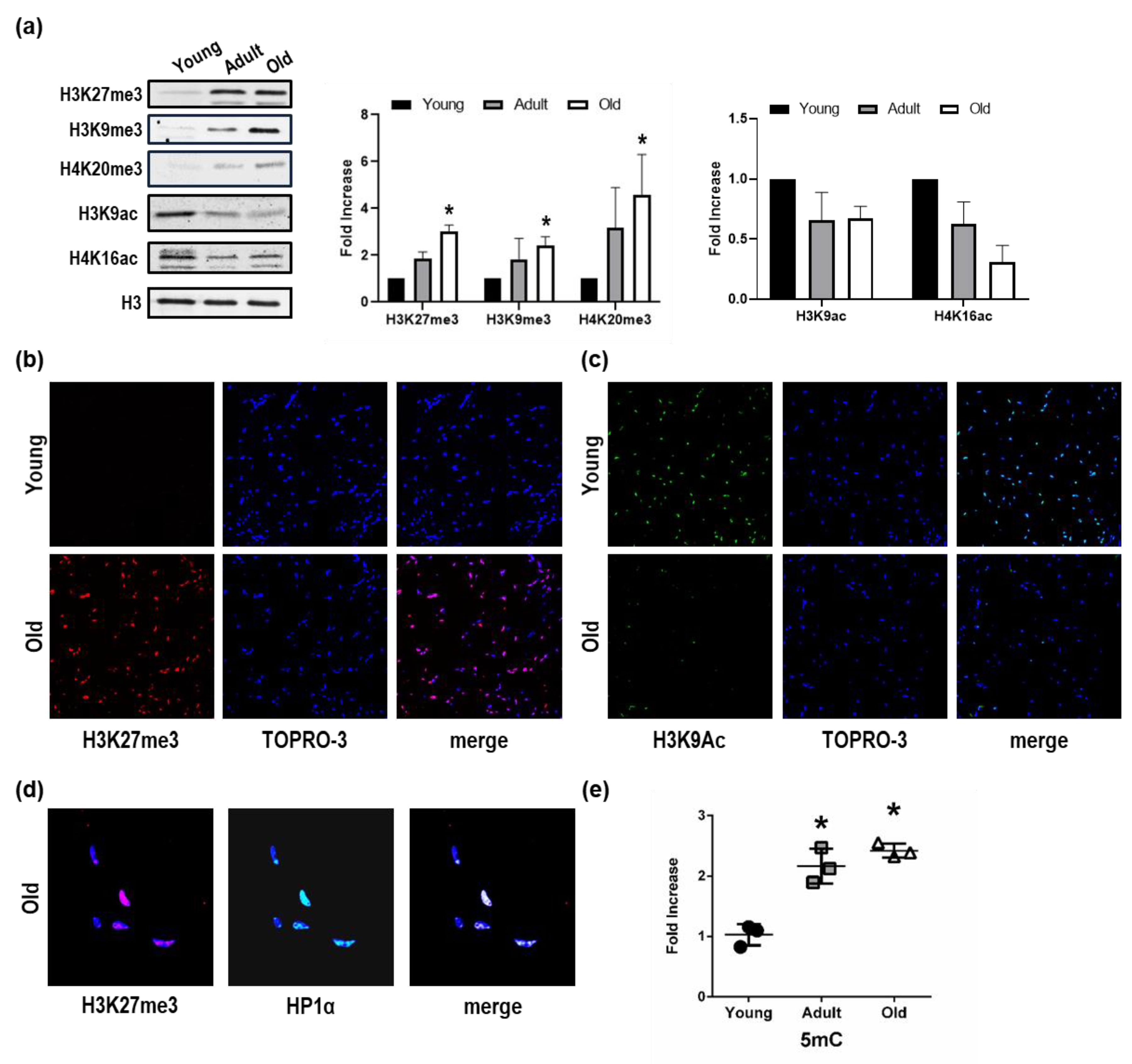Cells 08 01169 g001