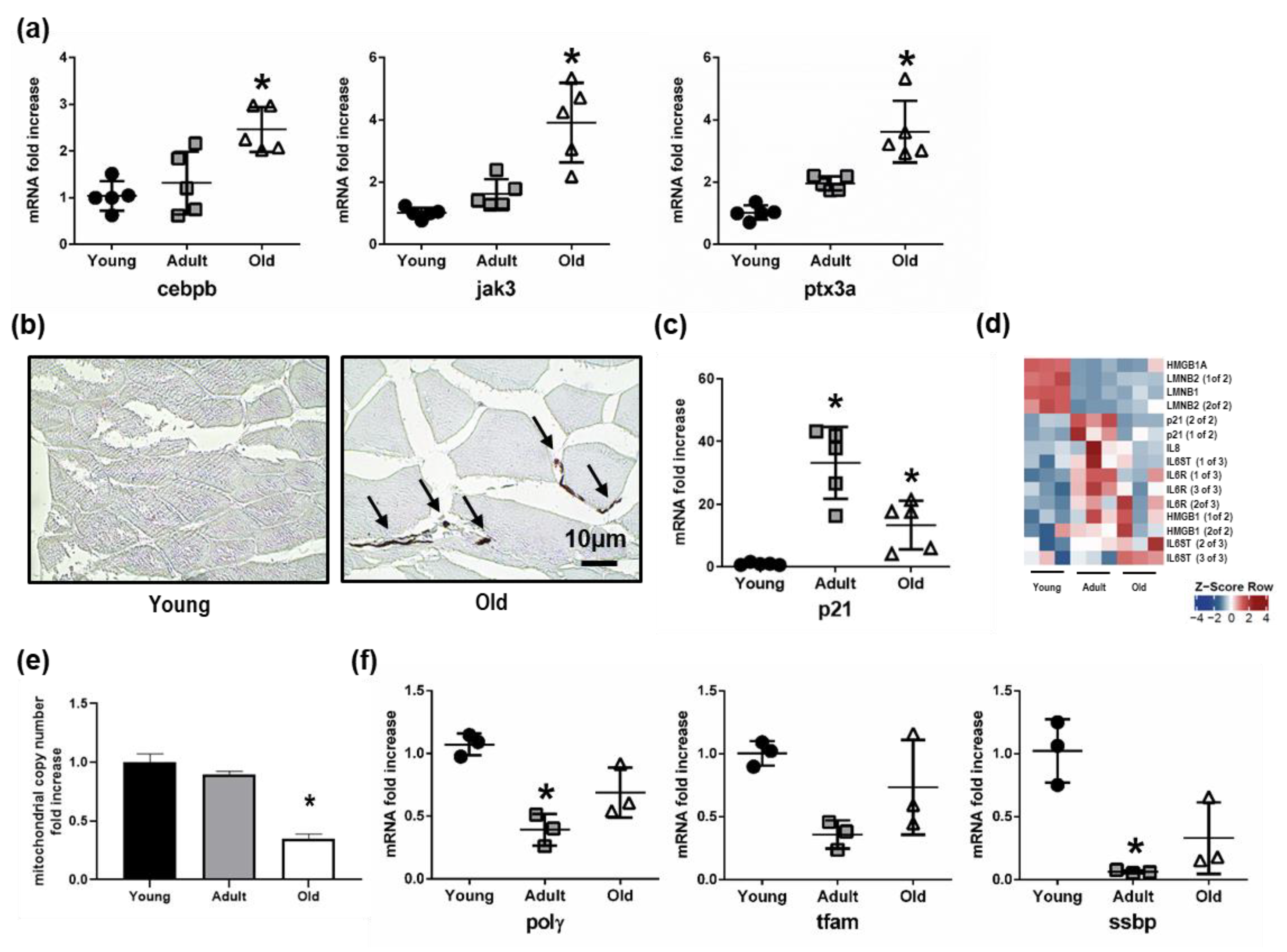 Cells 08 01169 g006