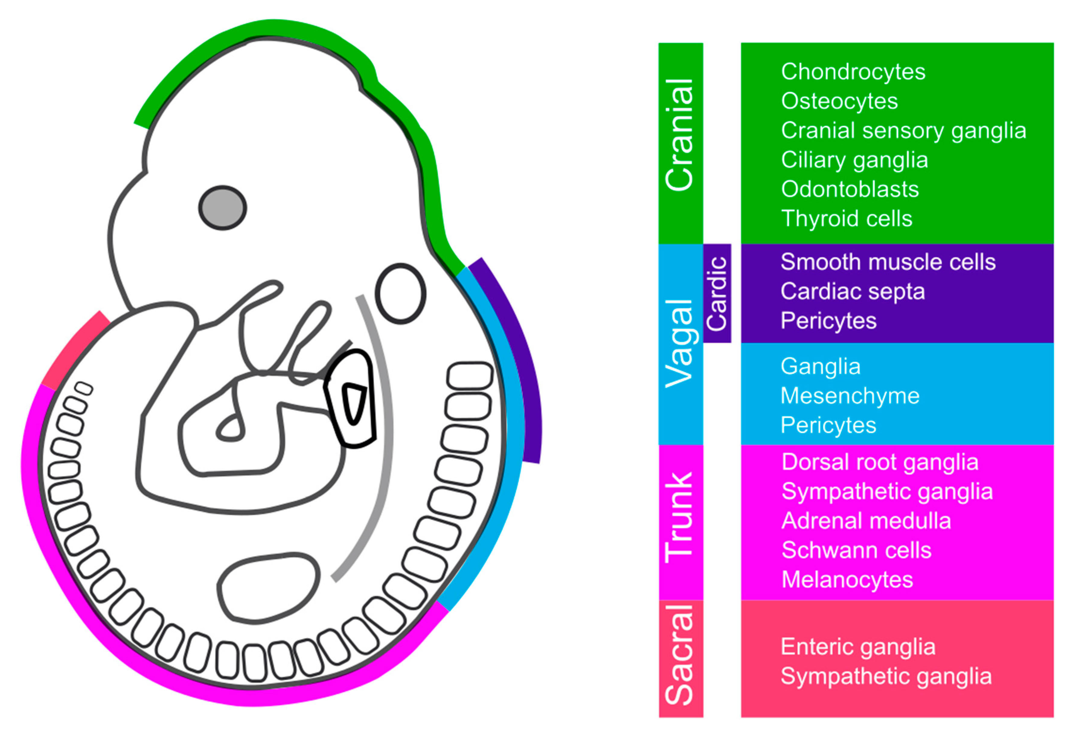 Cells 08 01173 g001 Cells 08 01173 g001