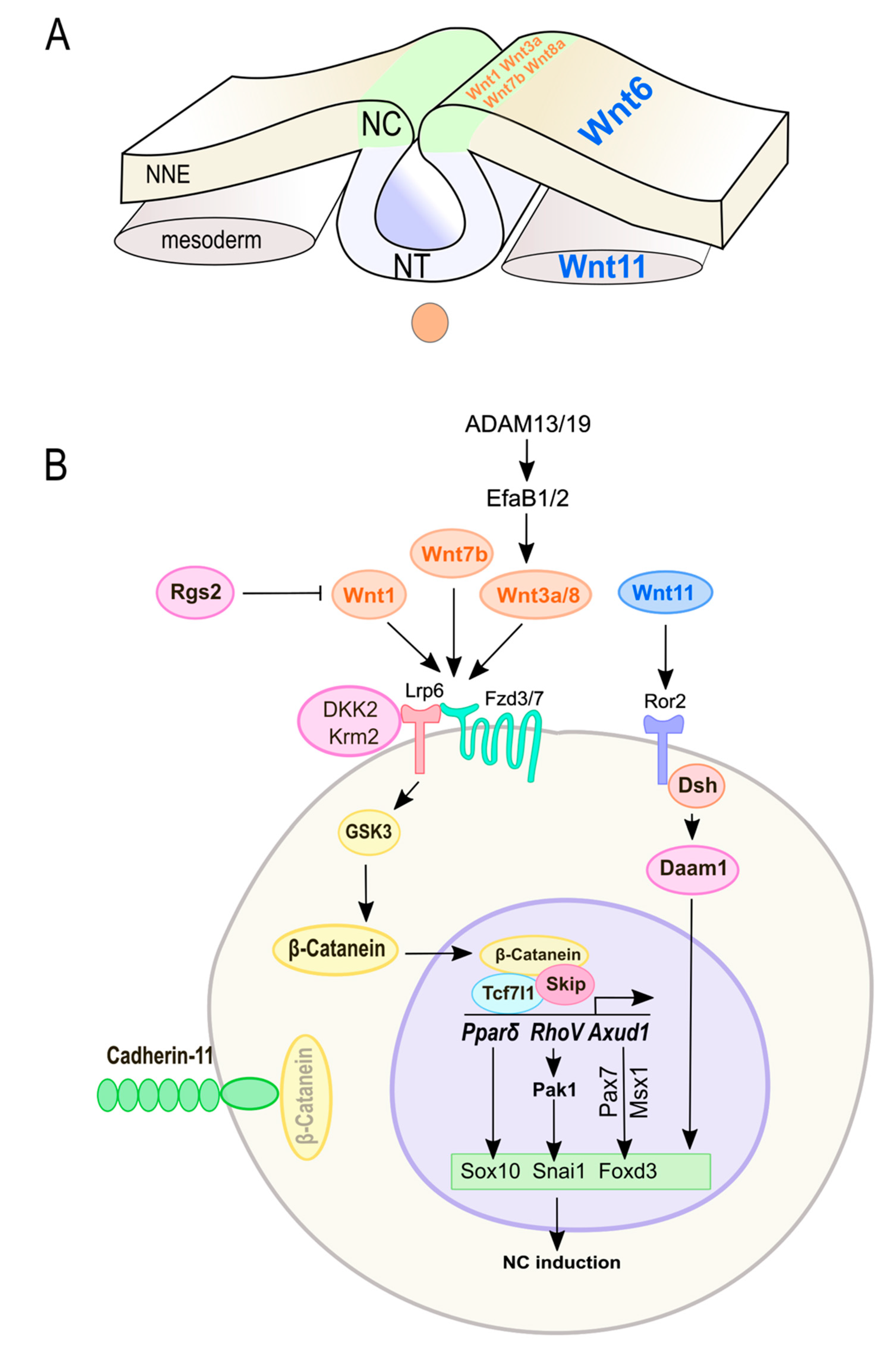 Cells 08 01173 g003 Cells 08 01173 g003