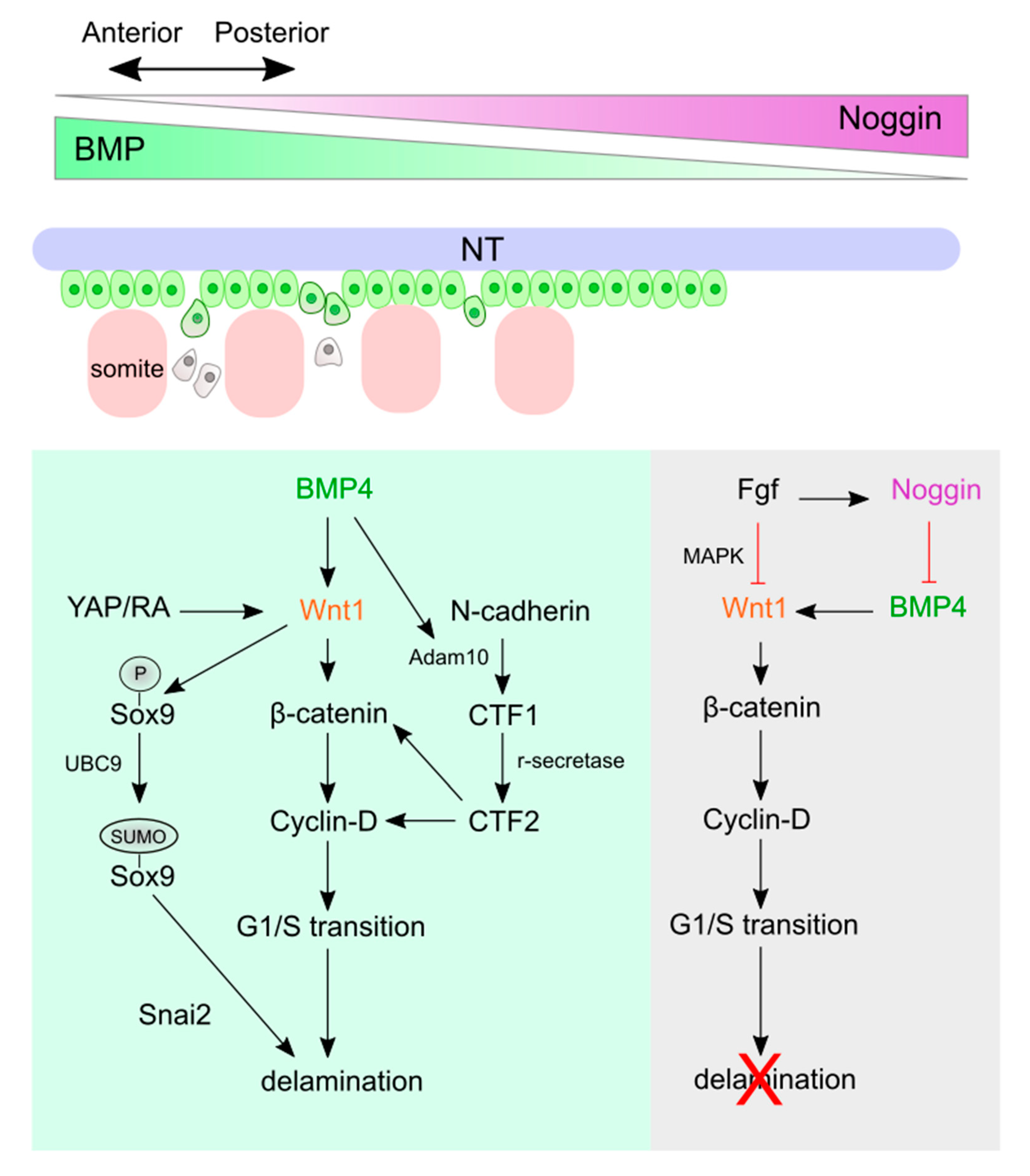 Cells 08 01173 g004 Cells 08 01173 g004