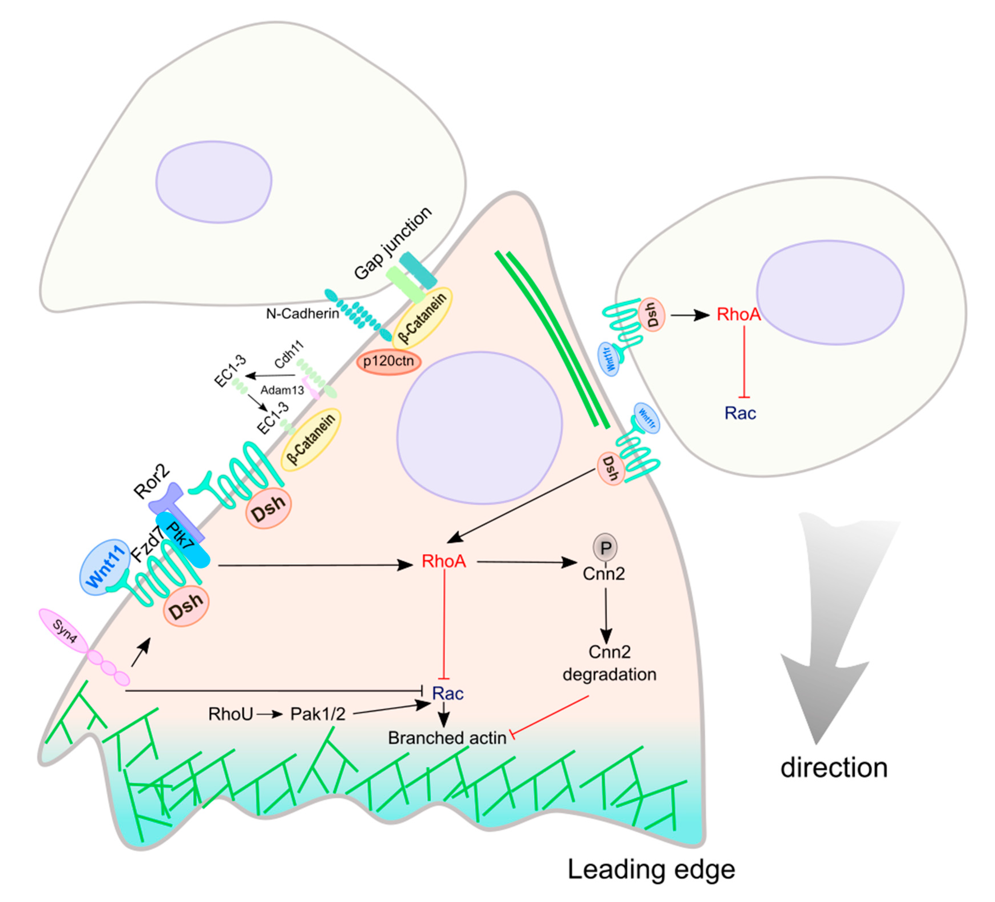 Cells 08 01173 g005 Cells 08 01173 g005