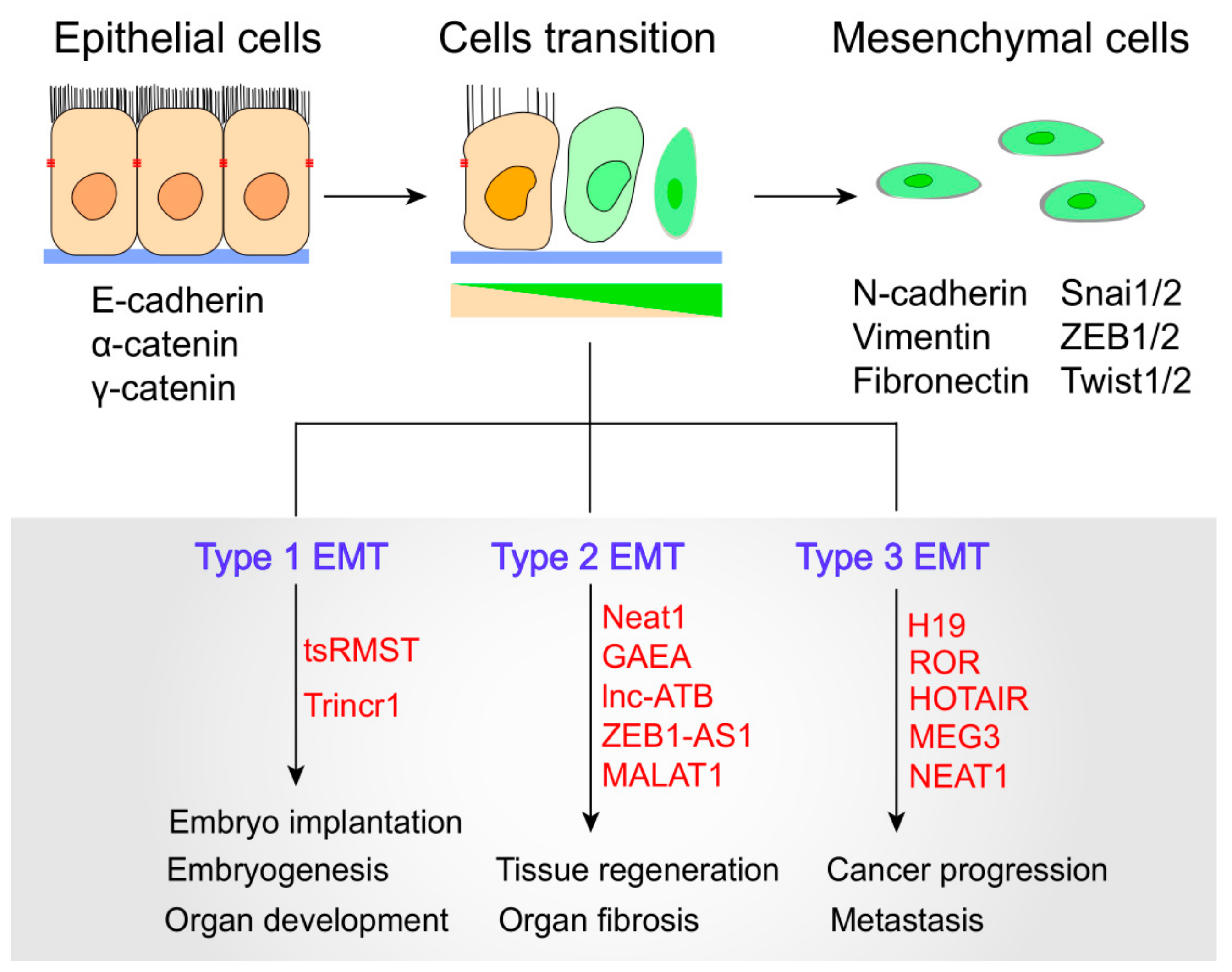 Cells 08 01178 g002