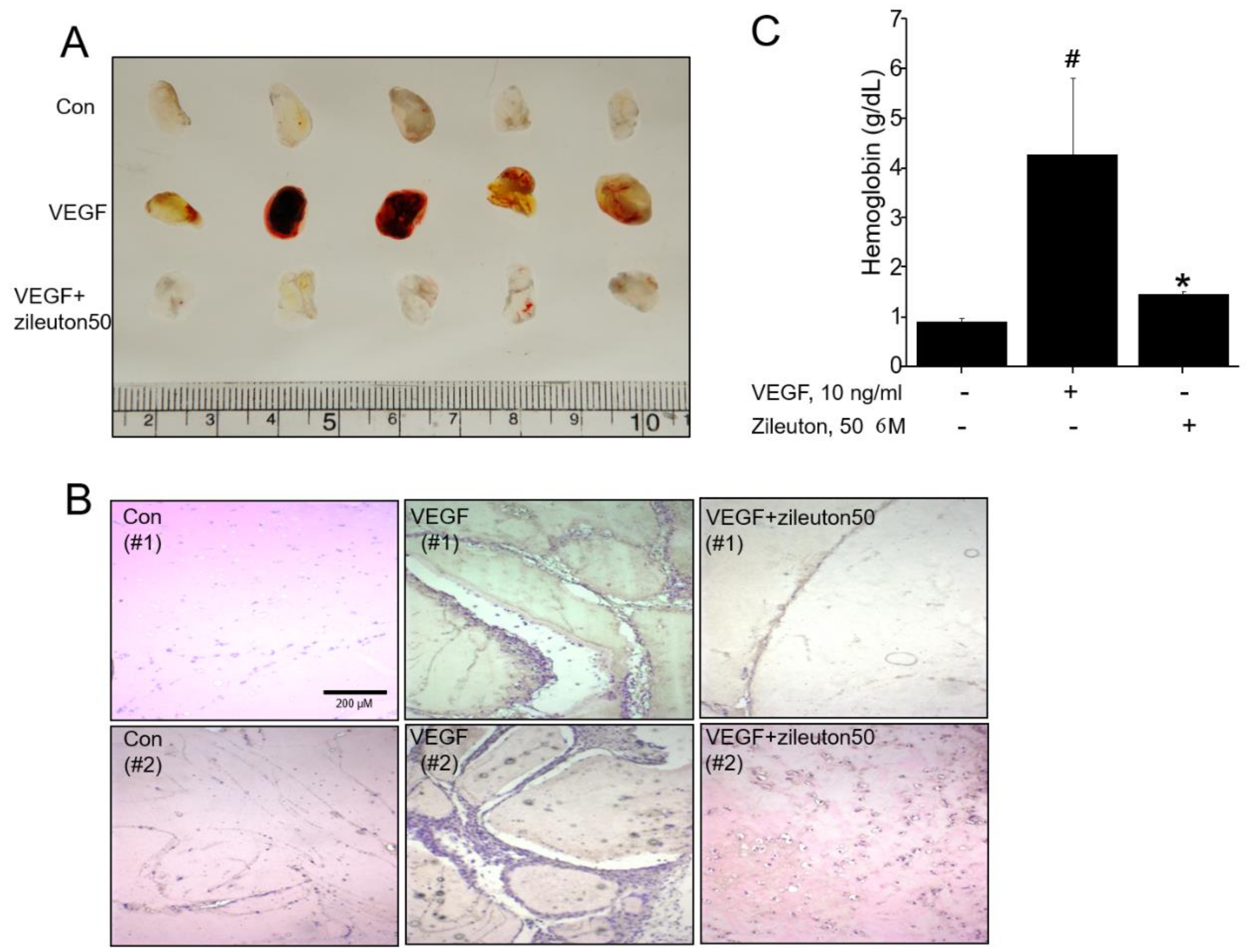 Cells 08 01182 g002