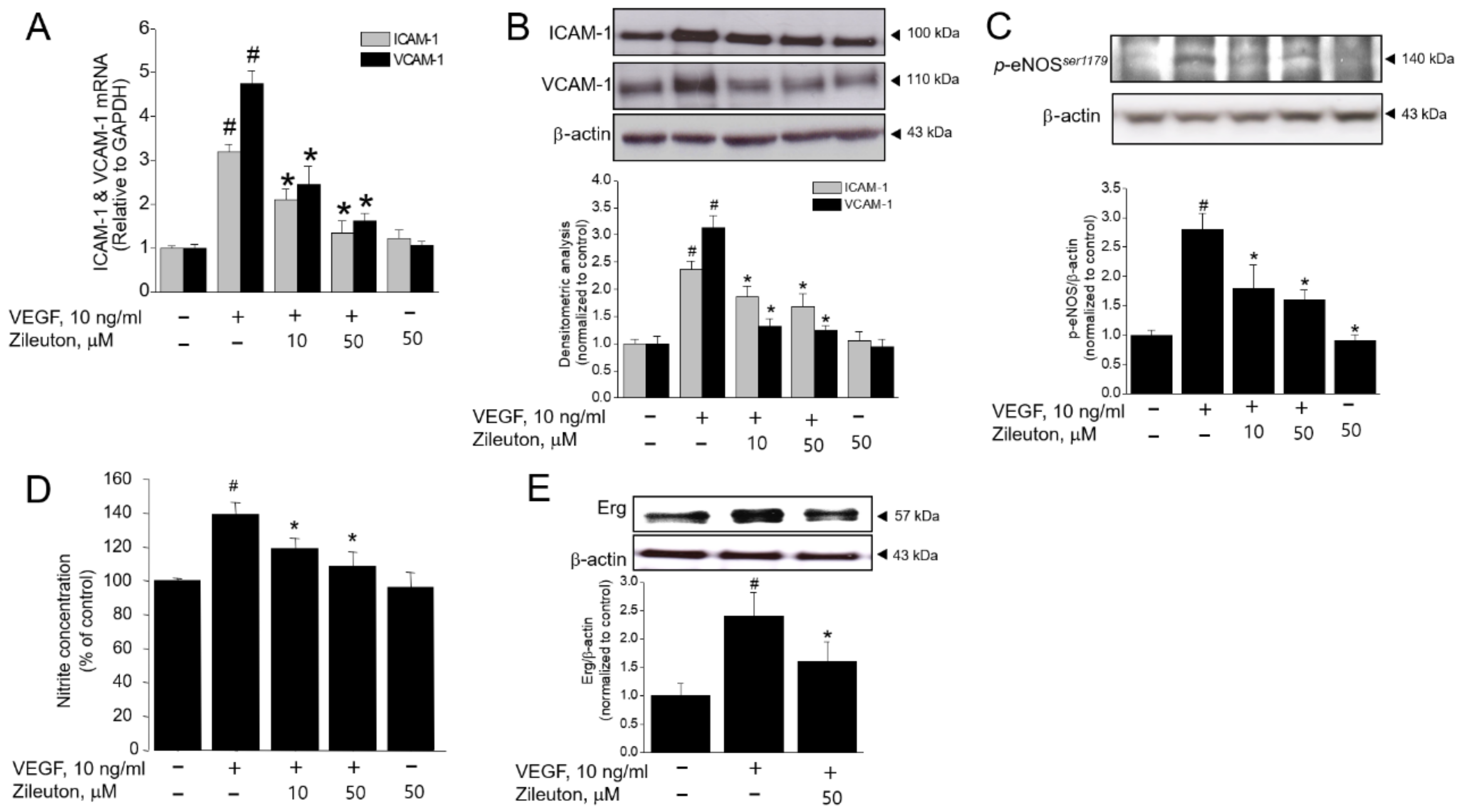 Cells 08 01182 g003