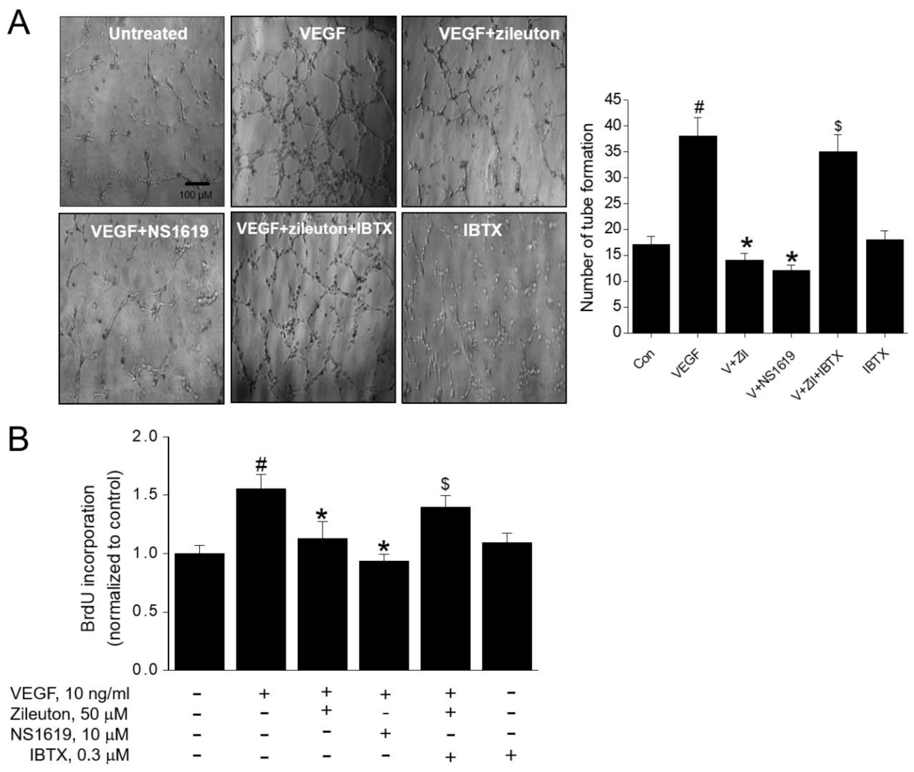 Cells 08 01182 g005