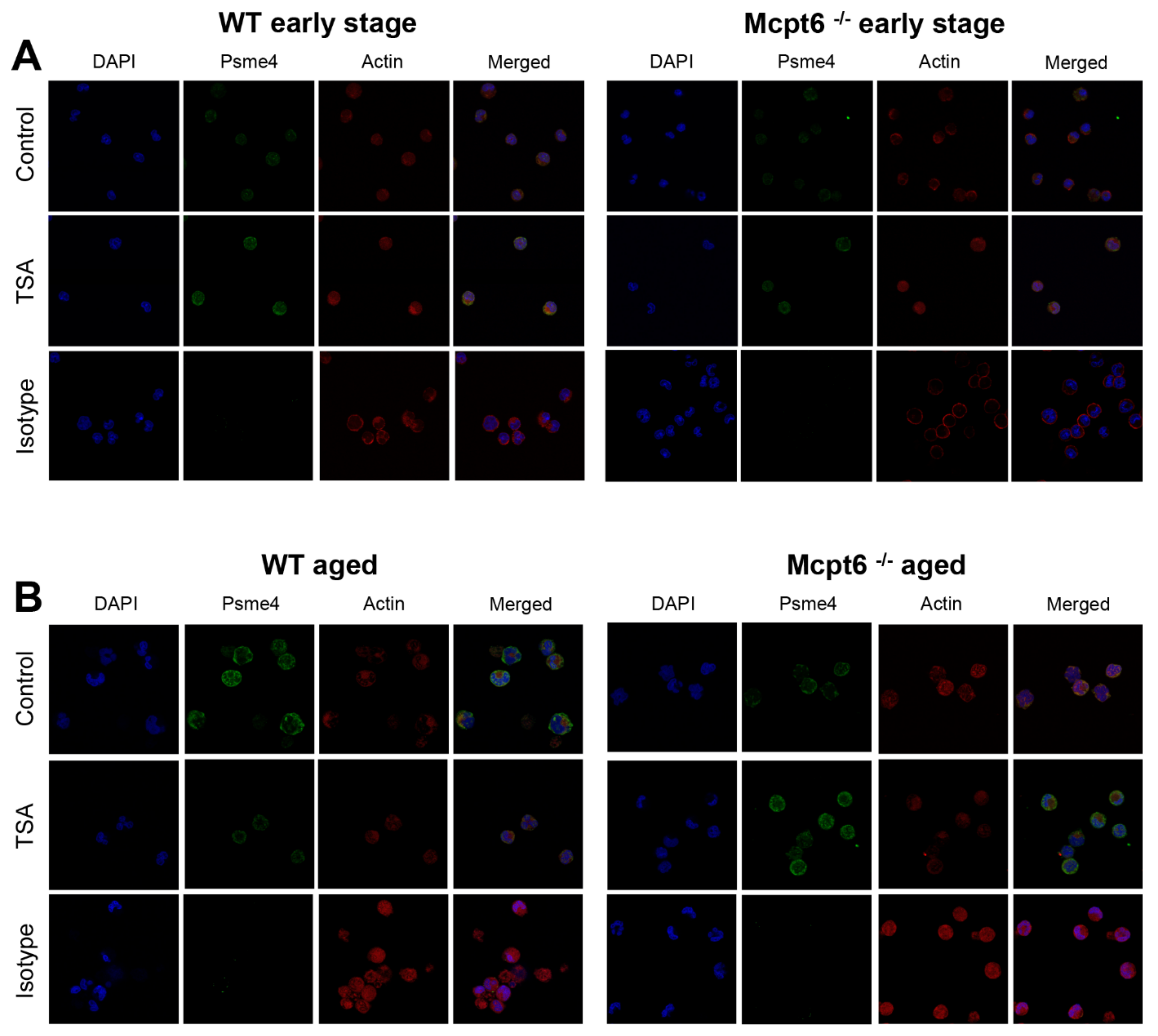 Cells 08 01190 g007