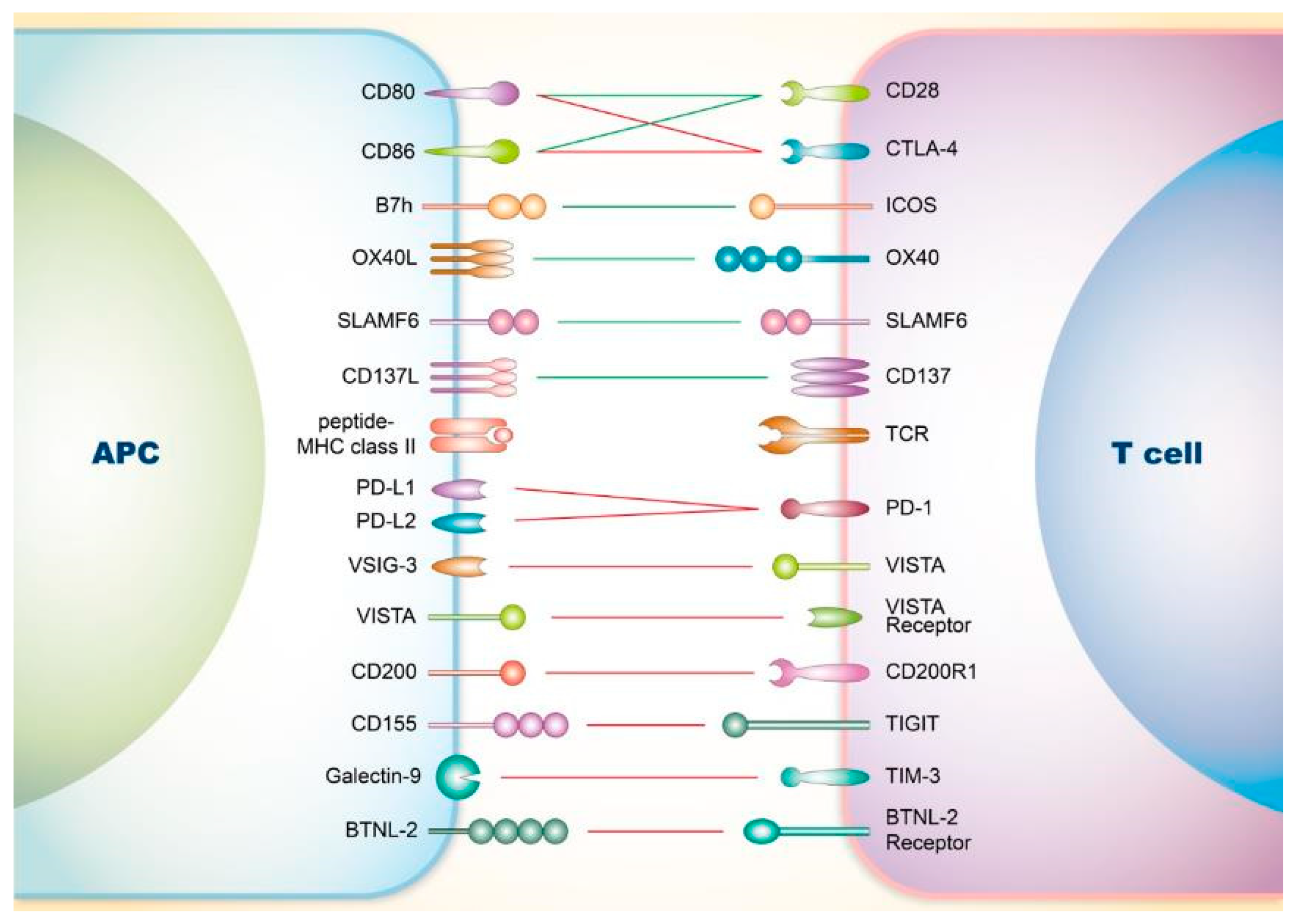 Cells 08 01213 g001