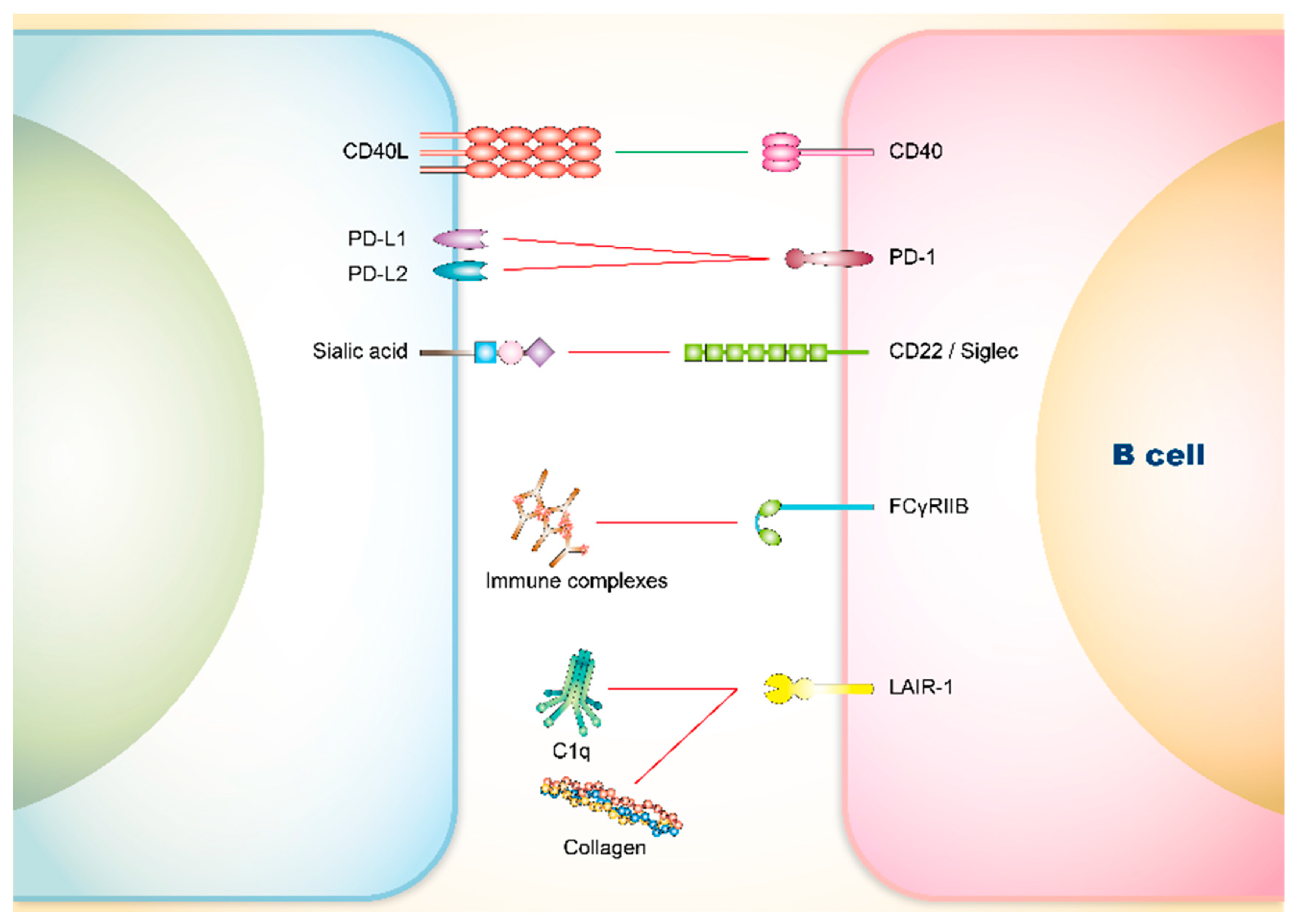 Cells 08 01213 g002