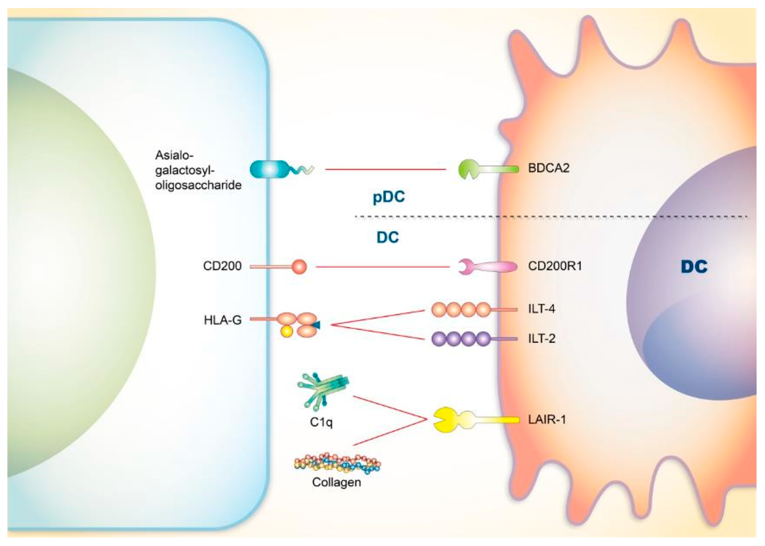 Cells 08 01213 g003