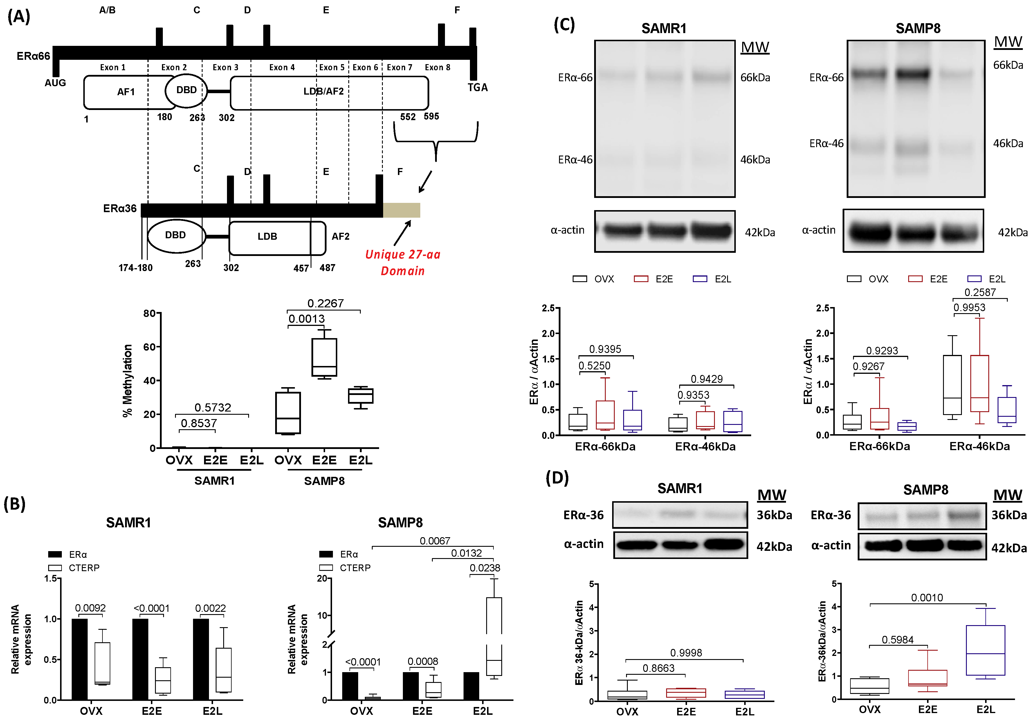 Cells 08 01217 g005