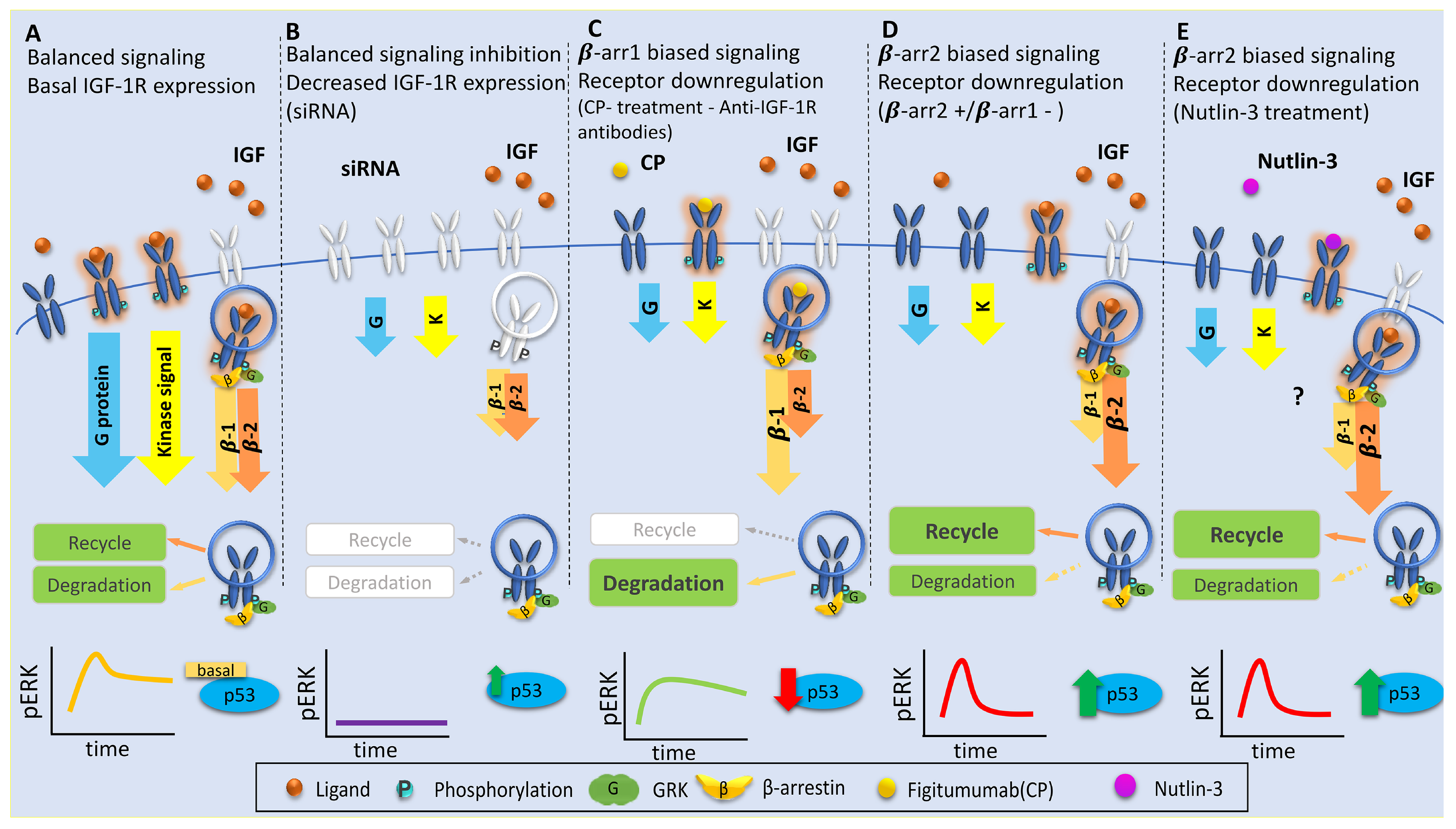 Cells 08 01223 g002 Cells 08 01223 g002