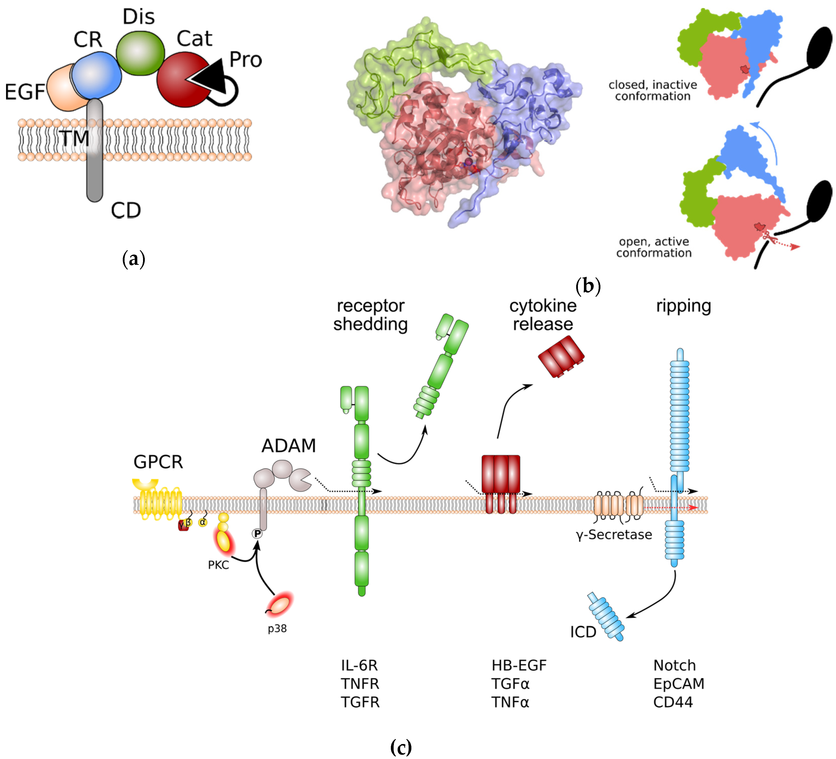 Cells 08 01226 g001 Cells 08 01226 g001
