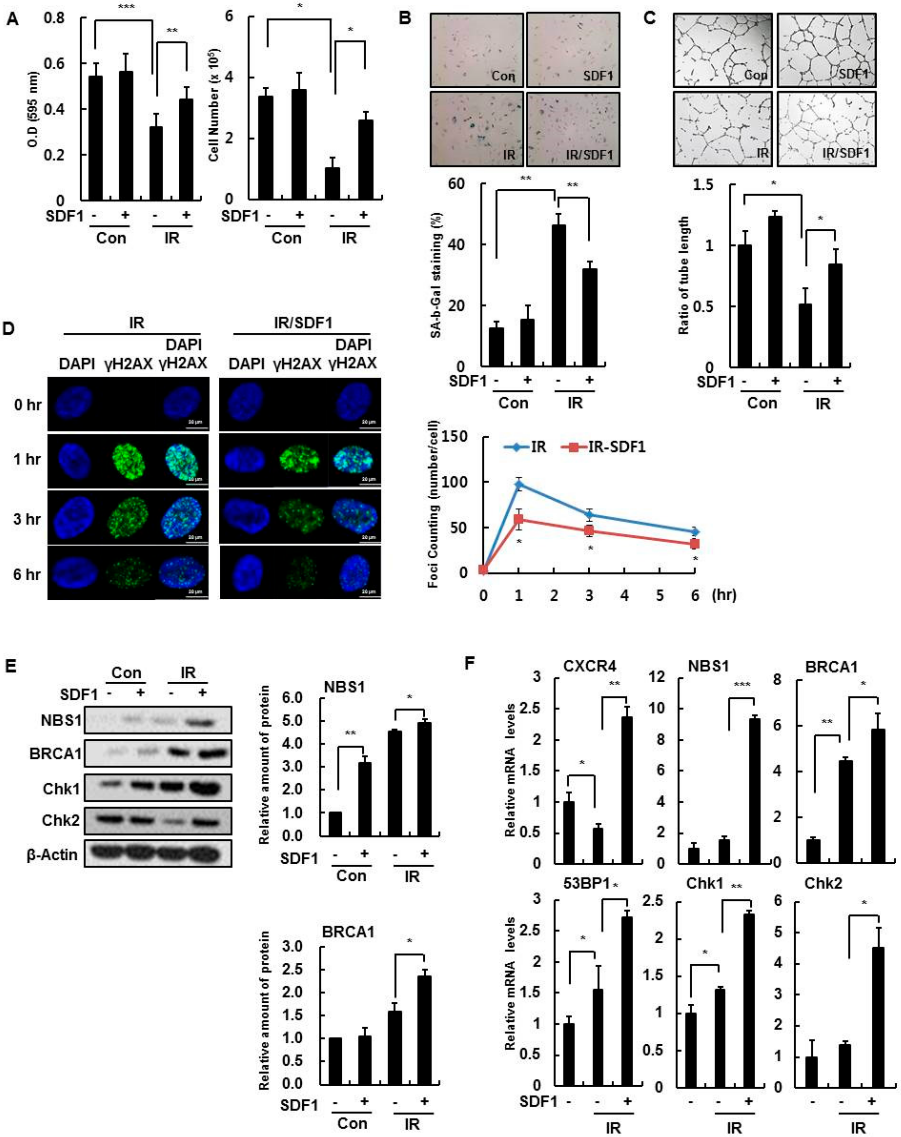 Cells 08 01230 g003 Cells 08 01230 g003