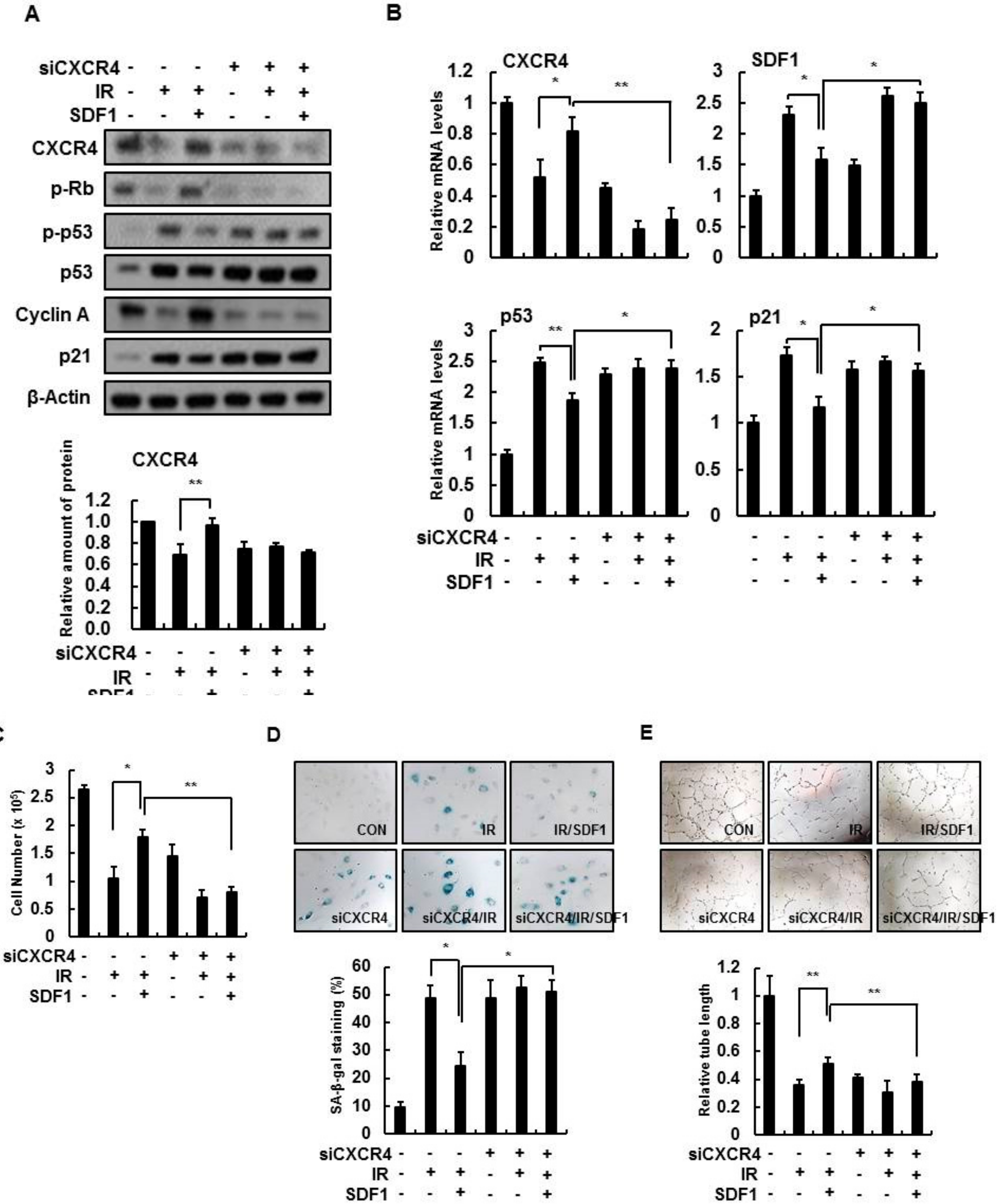 Cells 08 01230 g004 Cells 08 01230 g004