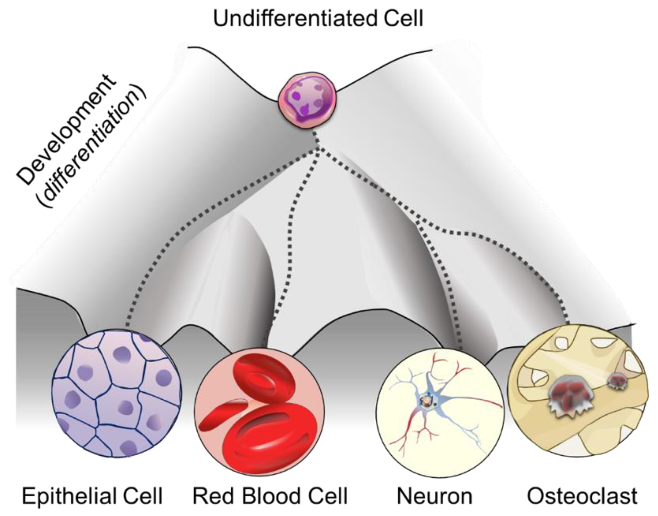 Cells 08 01243 g001 Cells 08 01243 g001