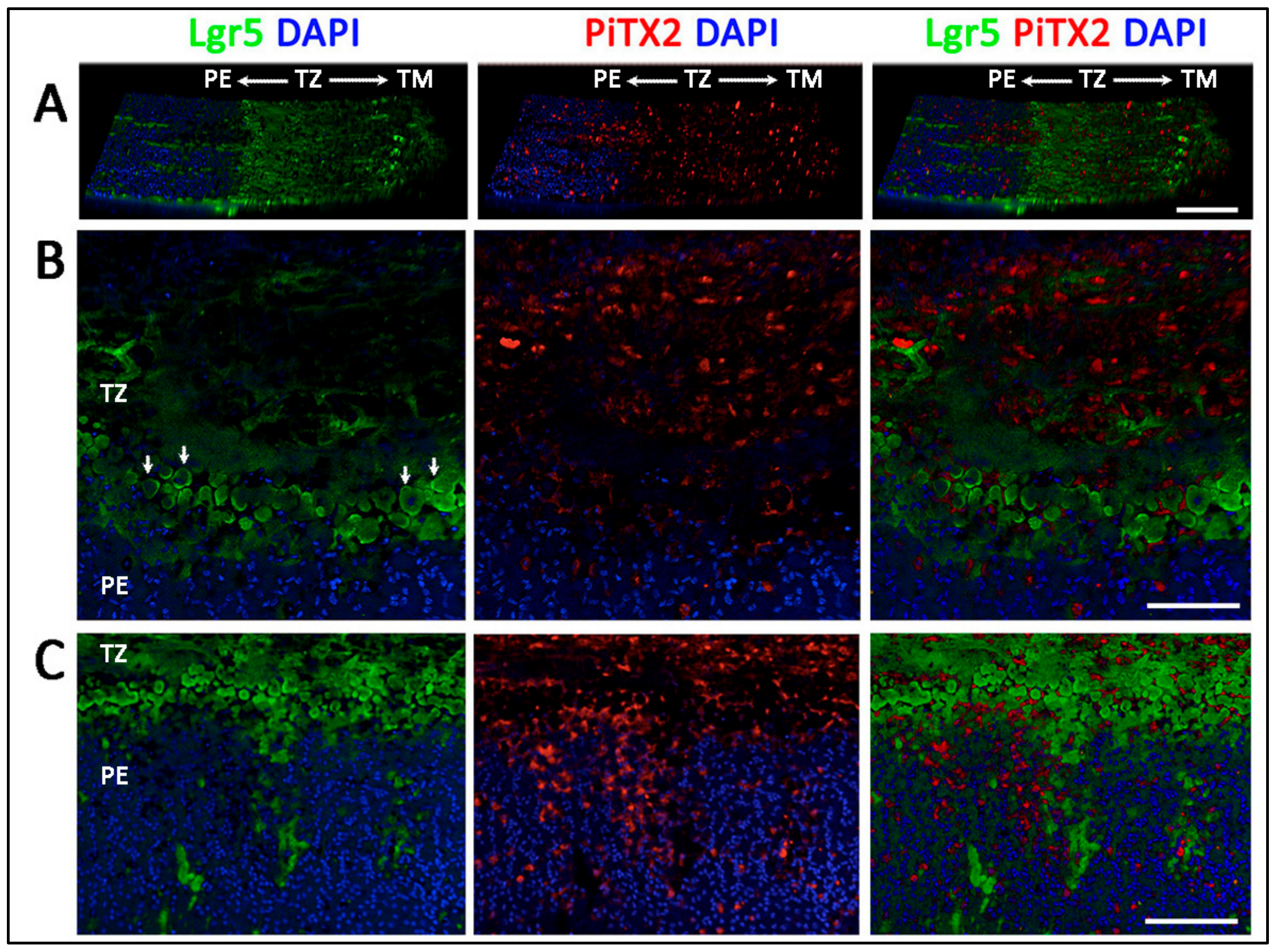 Cells 08 01244 g005 Cells 08 01244 g005