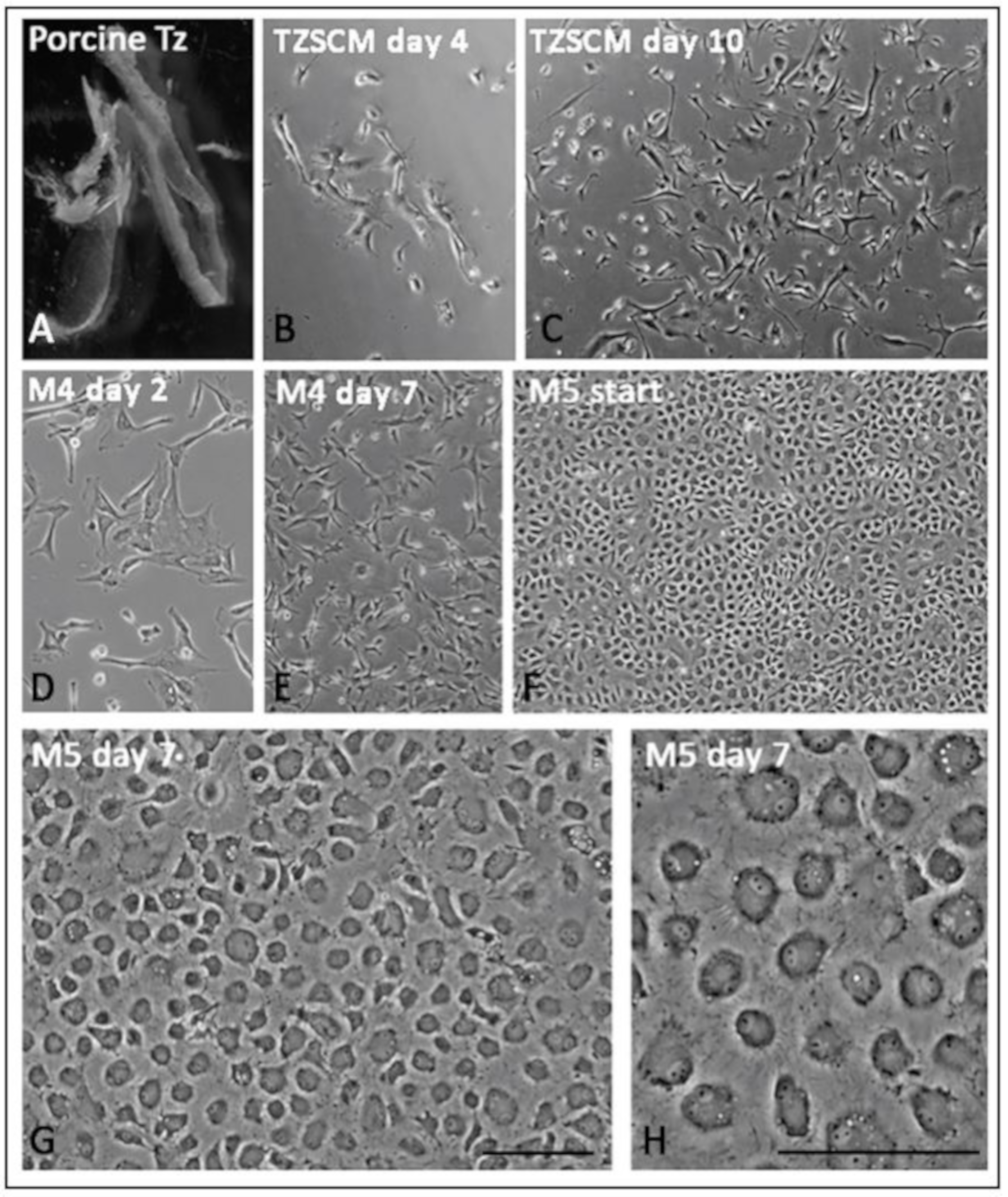 Cells 08 01244 g008 Cells 08 01244 g008