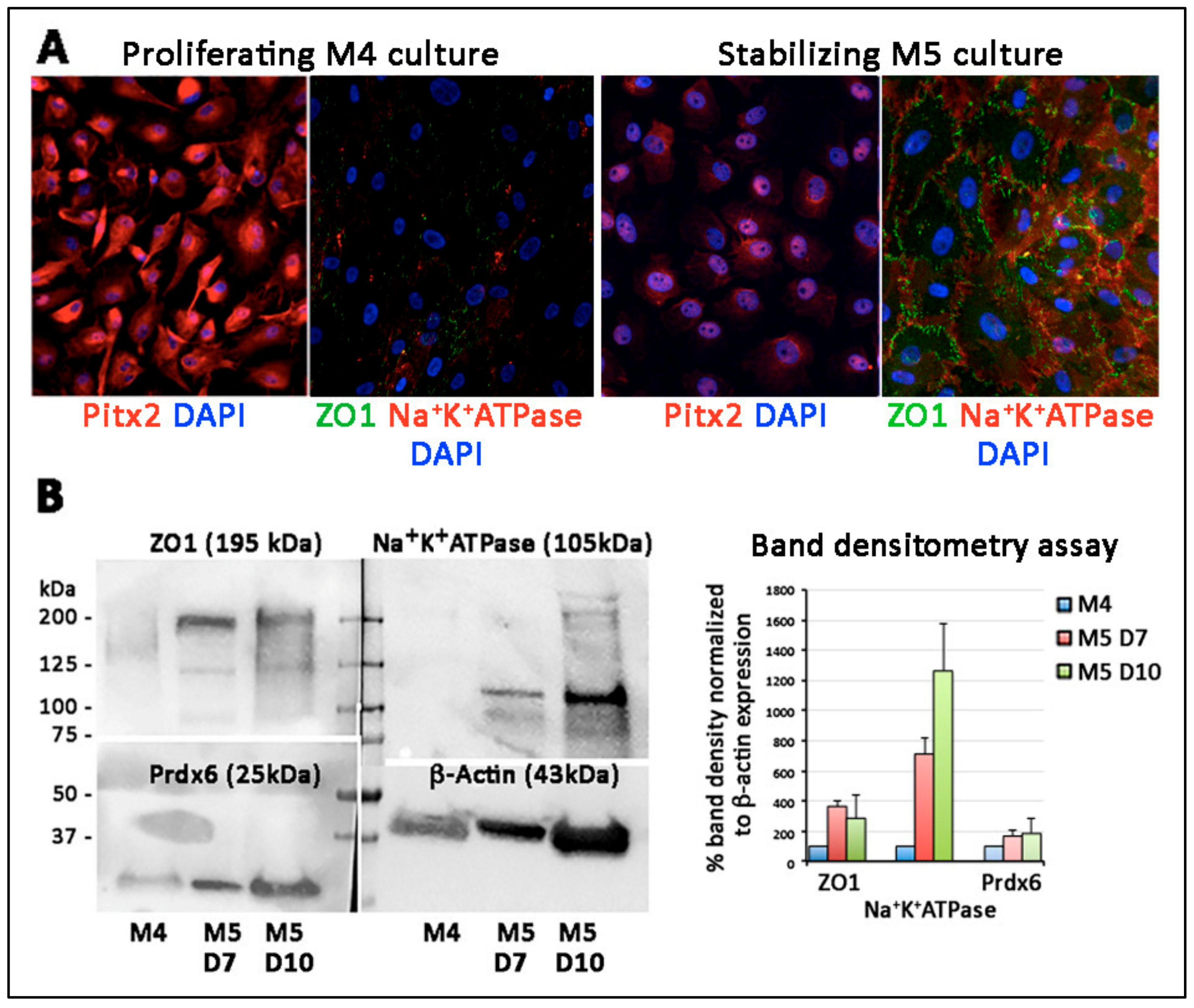 Cells 08 01244 g009 Cells 08 01244 g009