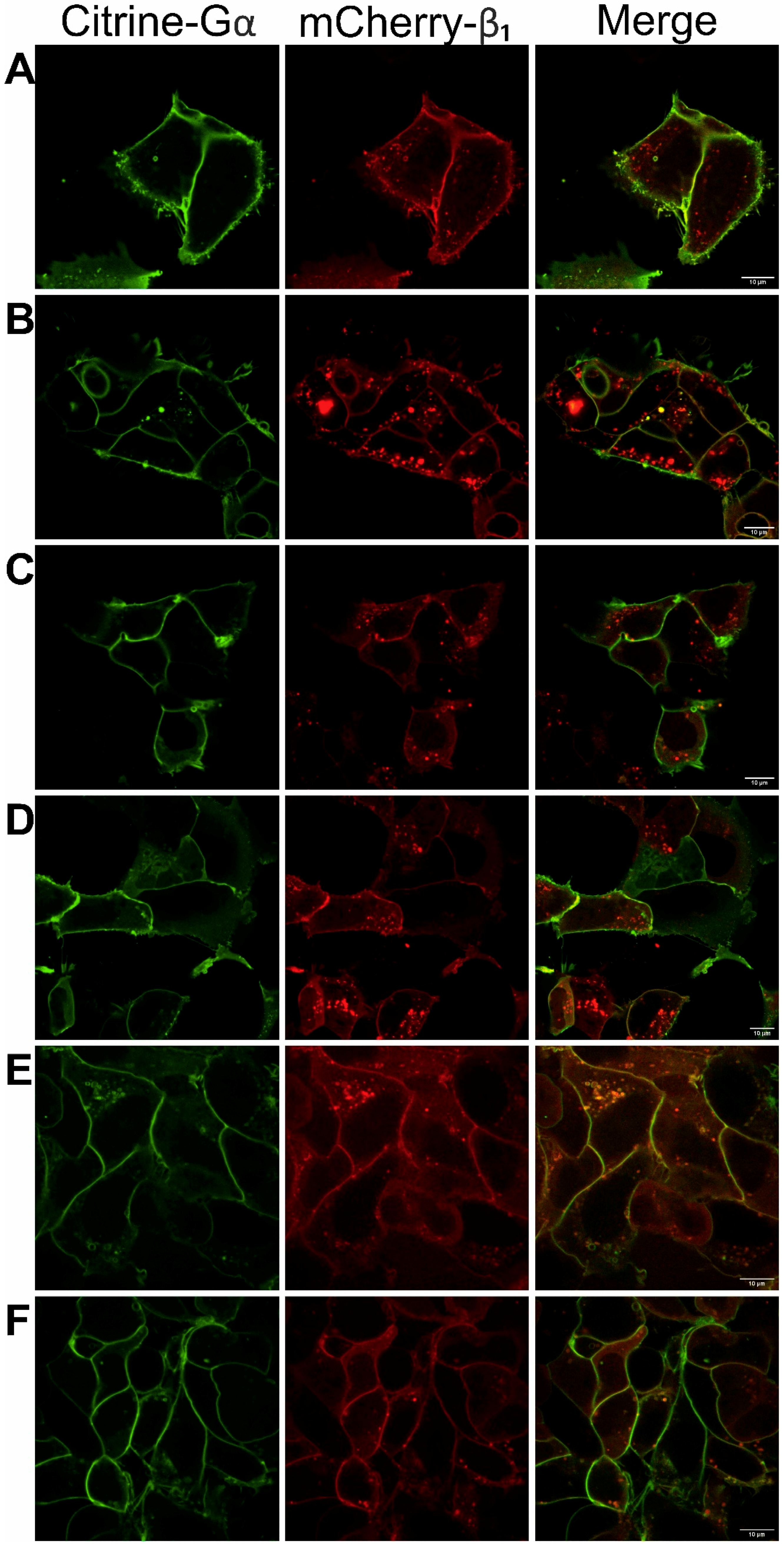 Cells 08 01246 g001 Cells 08 01246 g001