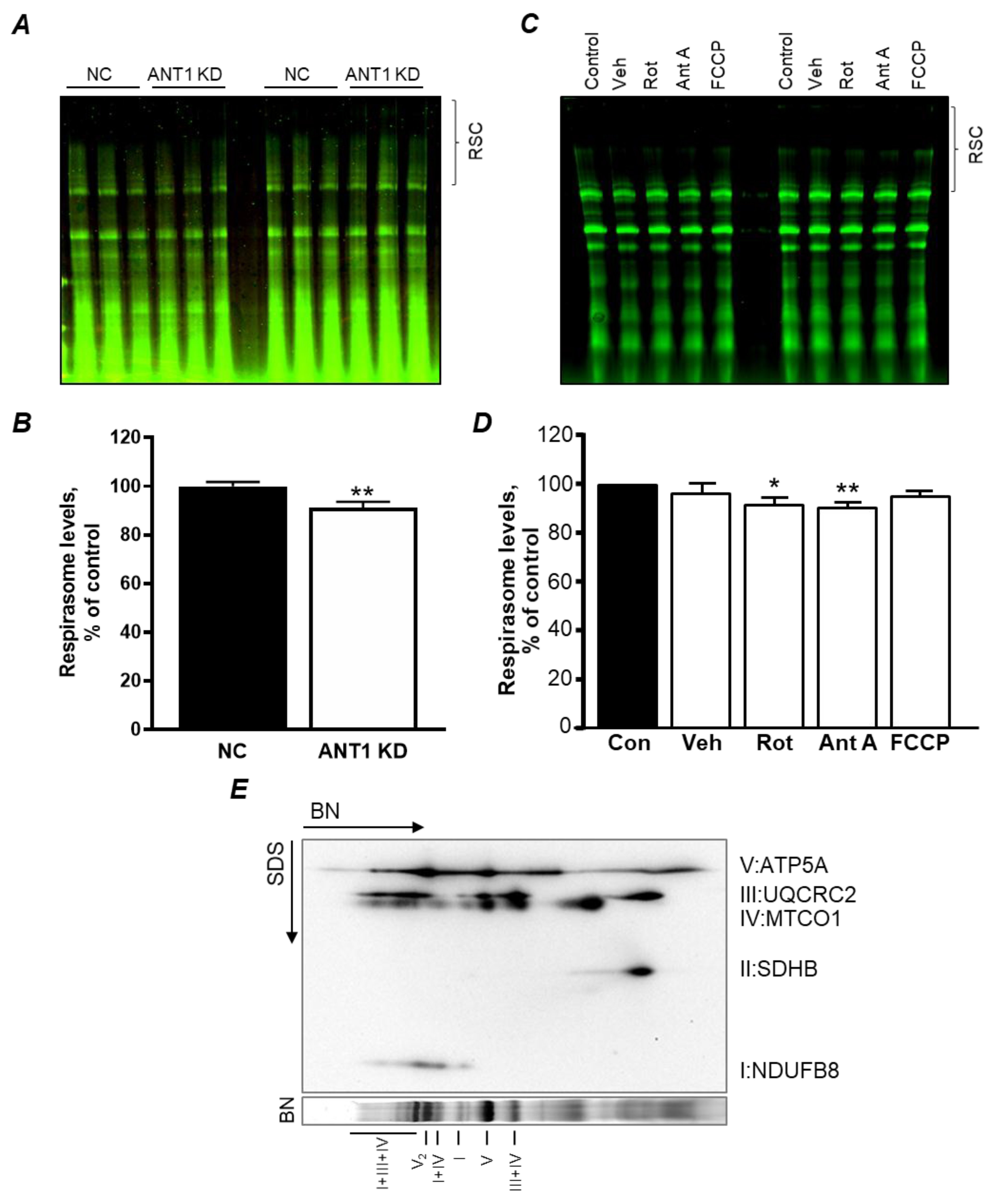 Cells 08 01247 g004 Cells 08 01247 g004