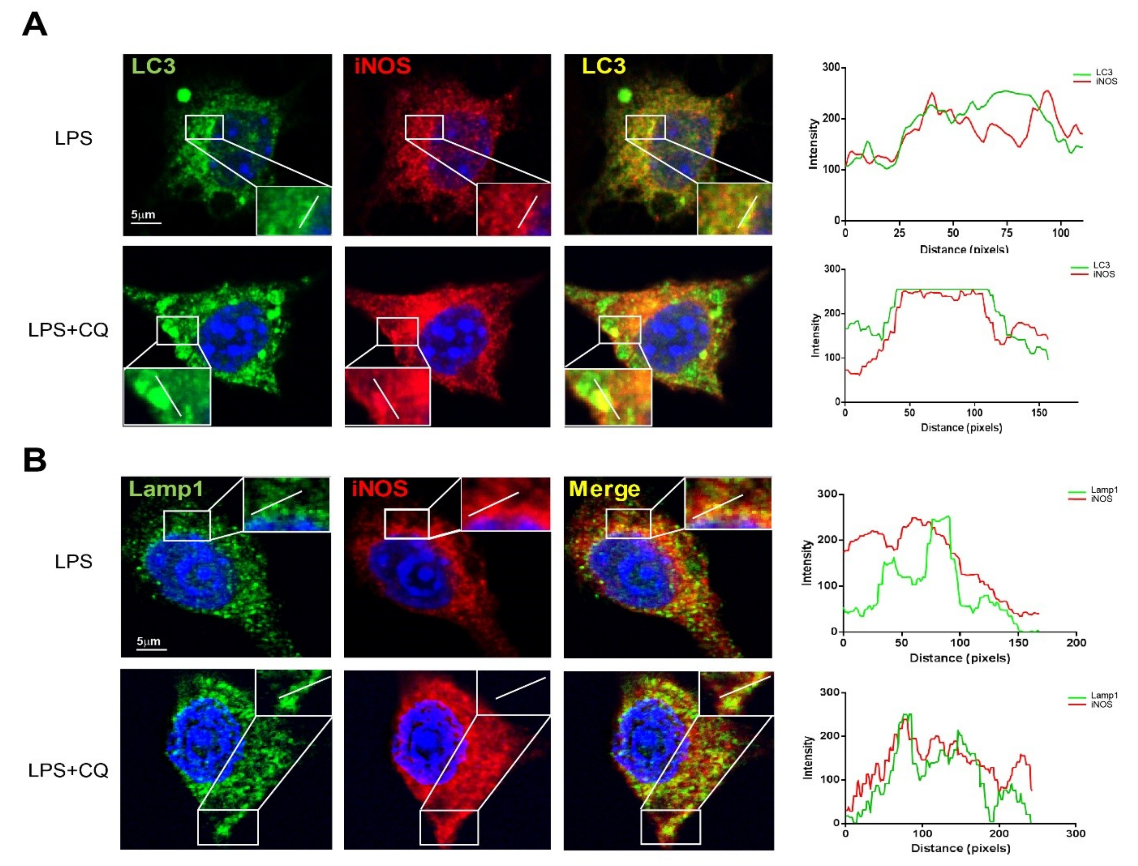 Cells 08 01255 g004 Cells 08 01255 g004