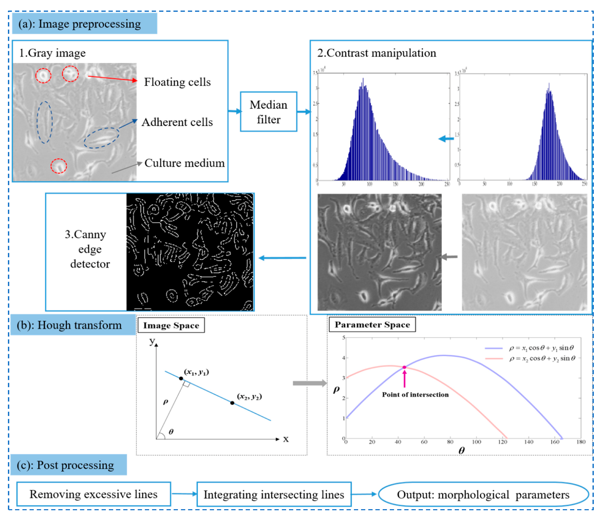 Cells 08 01287 g001 Cells 08 01287 g001